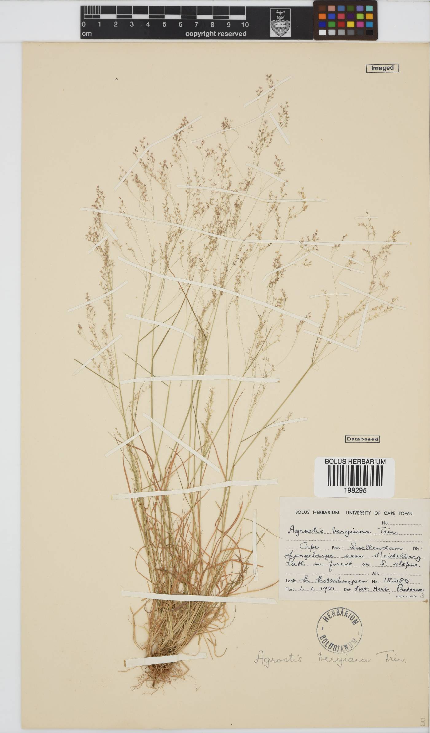 Agrostis bergiana image