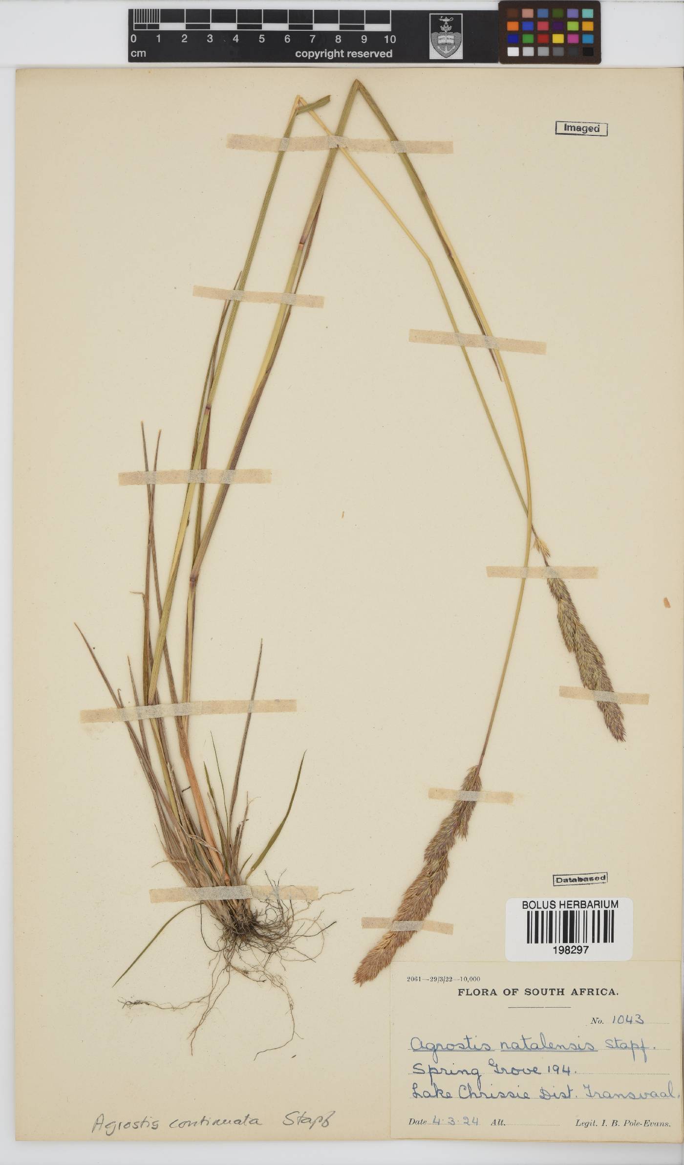 Agrostis continuata image