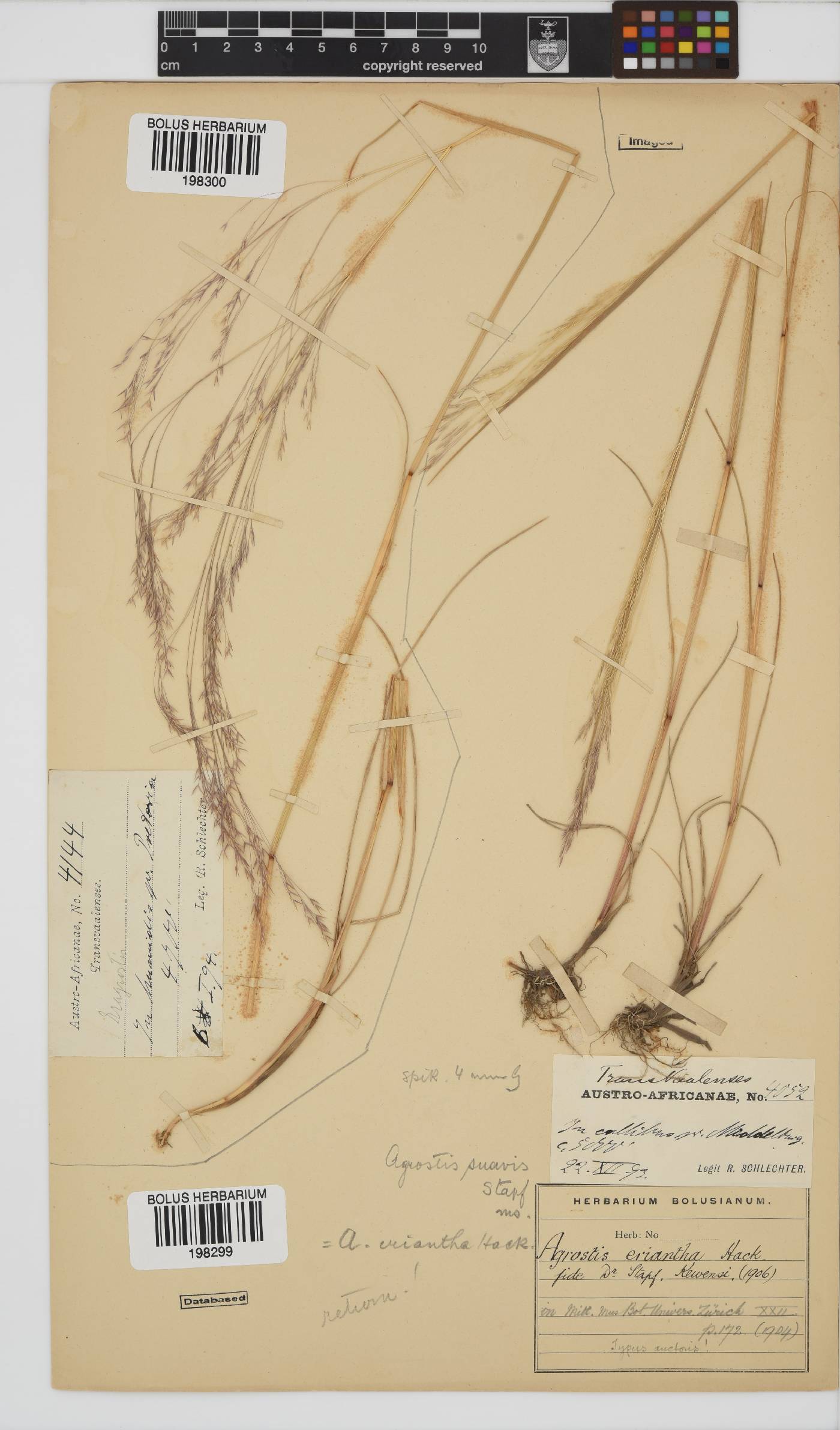 Agrostis eriantha image