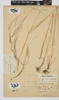 Agrostis eriantha image