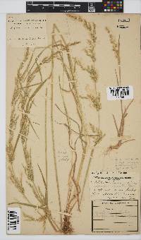 Agrostis lachnantha image