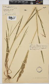 Agrostis lachnantha image