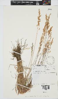 Agrostis lachnantha image