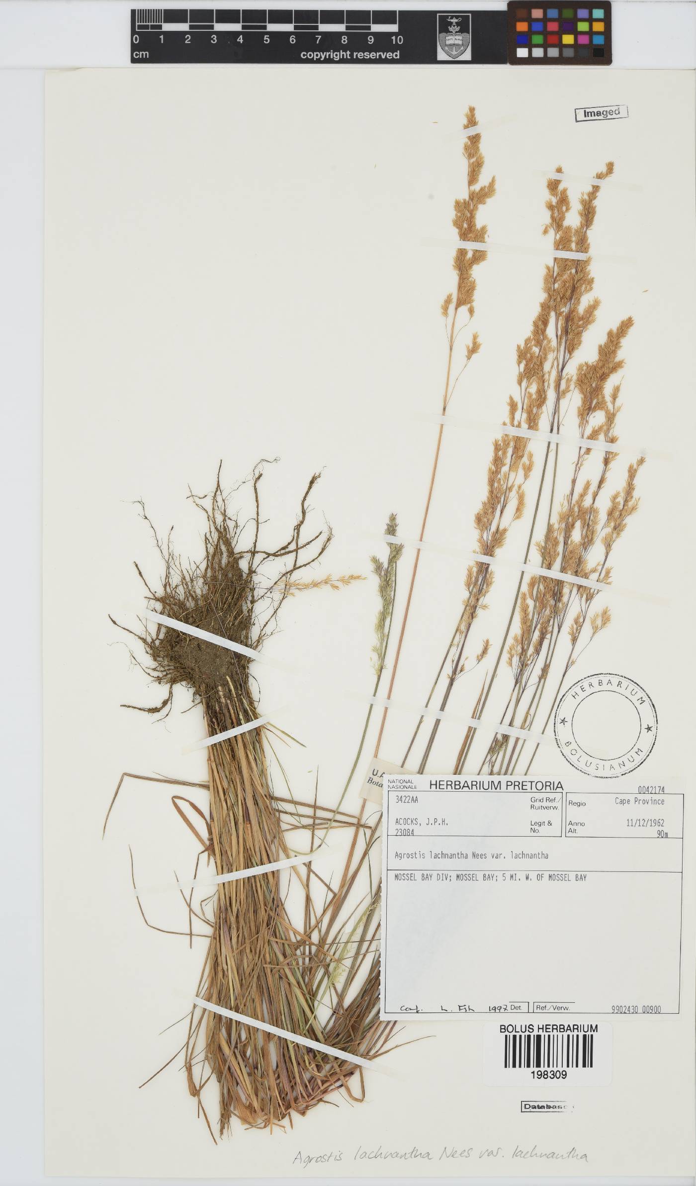 Agrostis image