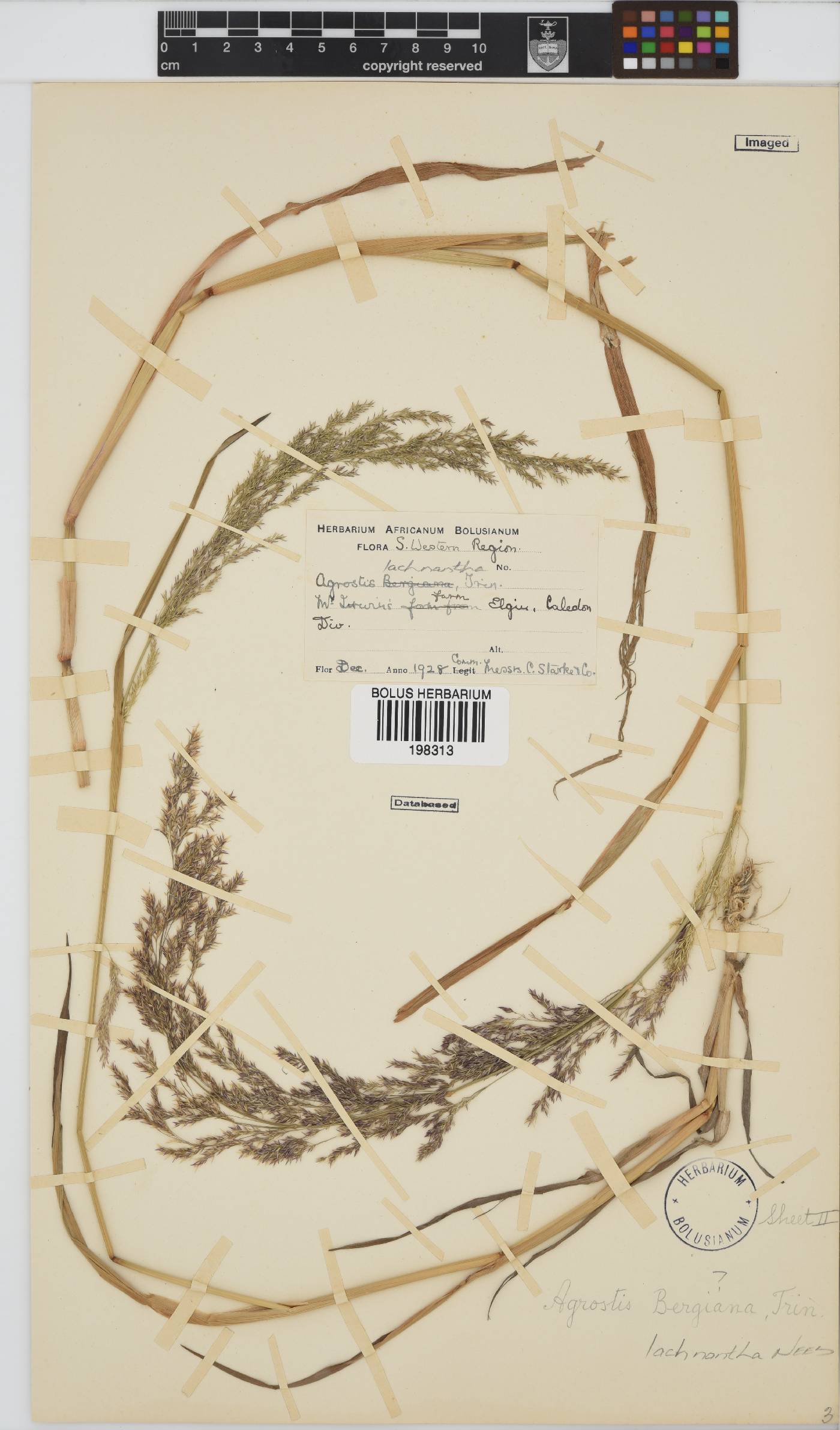 Agrostis image