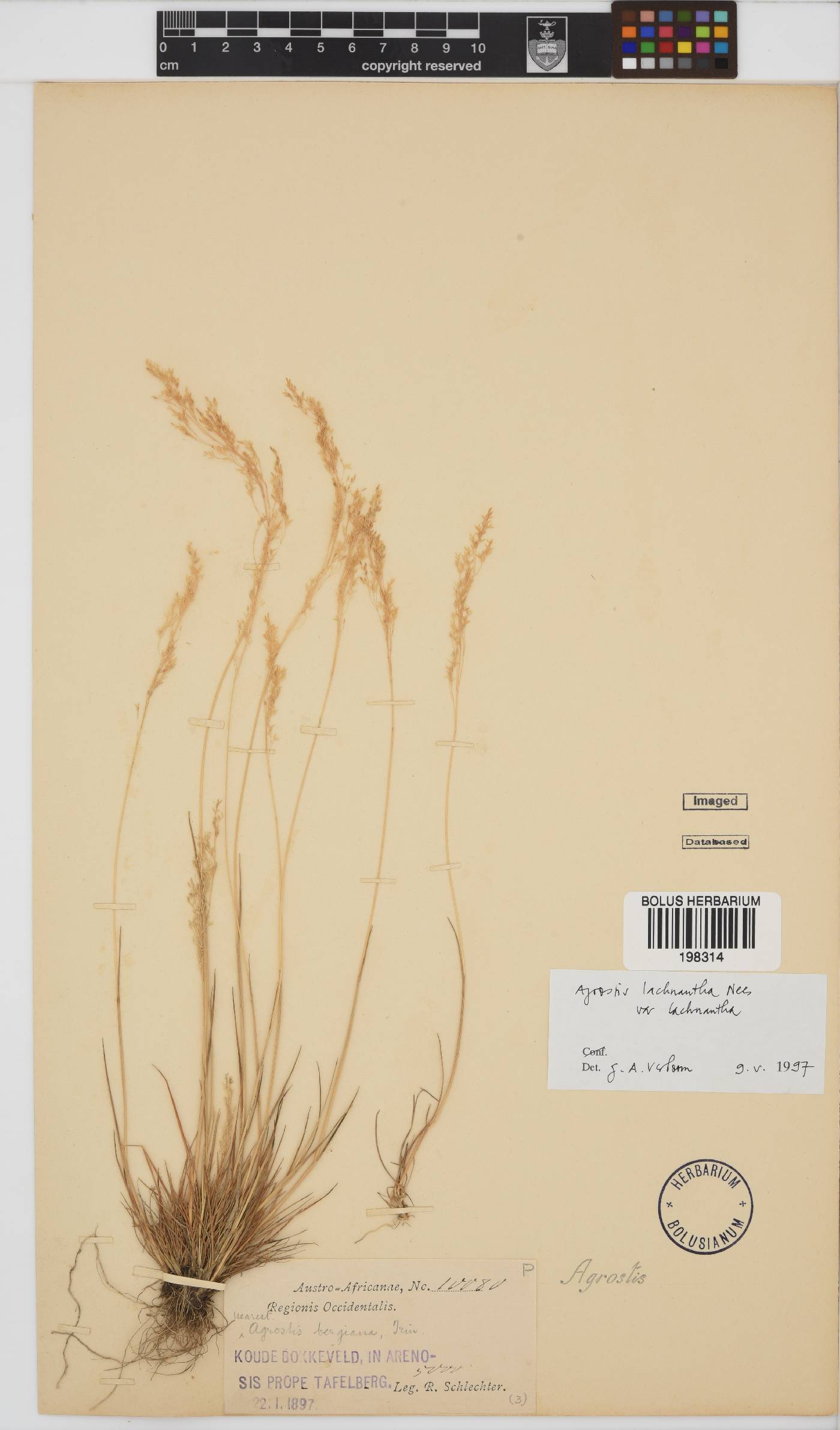 Agrostis lachnantha image