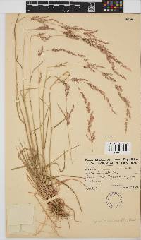 Agrostis lachnantha image