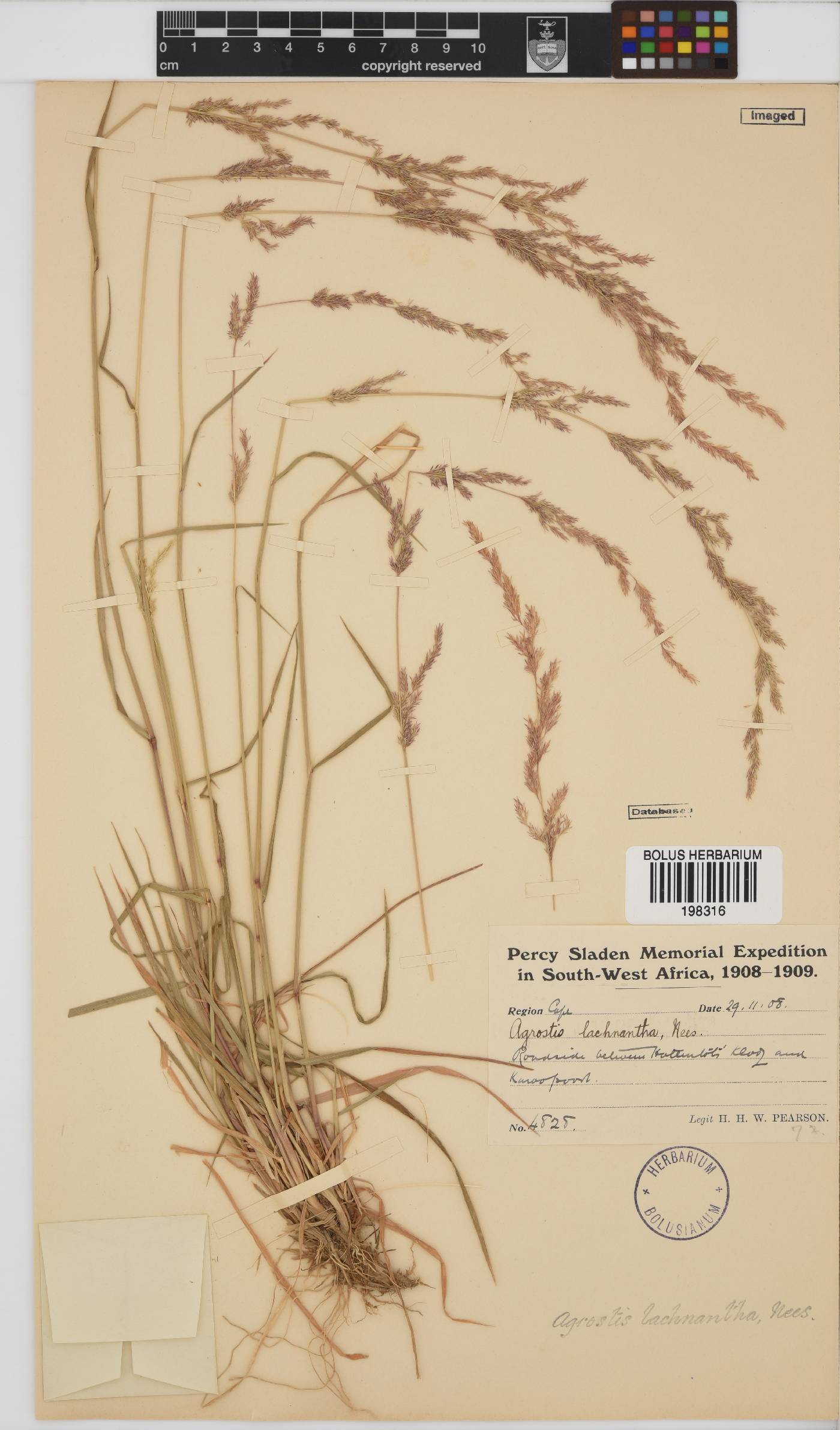 Agrostis lachnantha image