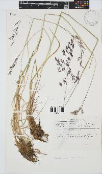 Agrostis schlechteri image