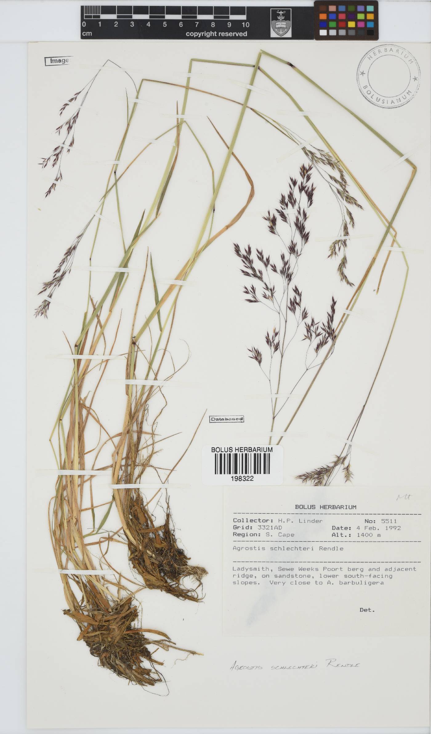 Agrostis schlechteri image