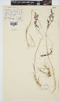 Agrostis schlechteri image