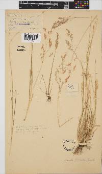 Agrostis schlechteri image