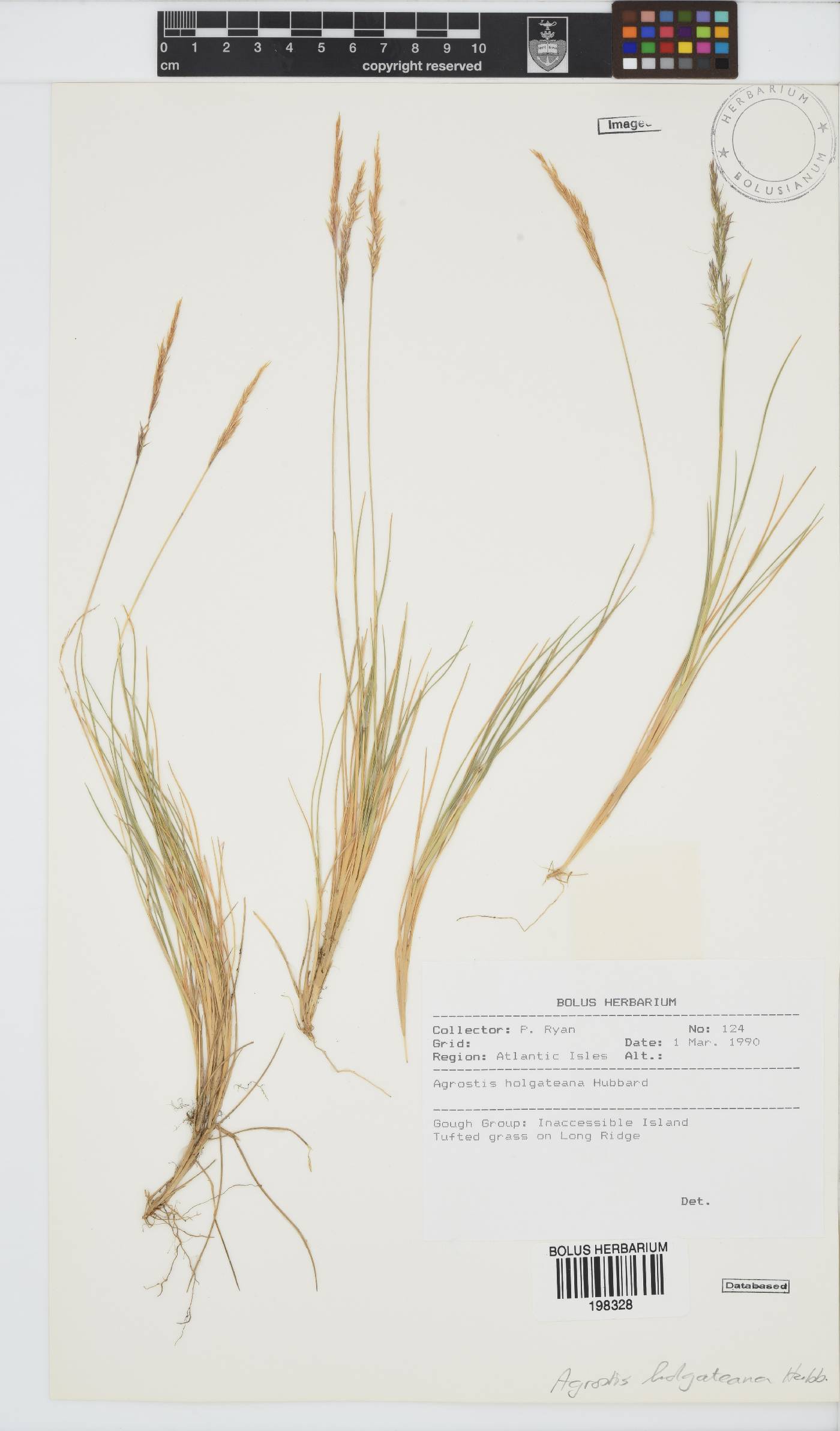 Agrostis holgateana image
