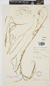 Agrostis stolonifera image