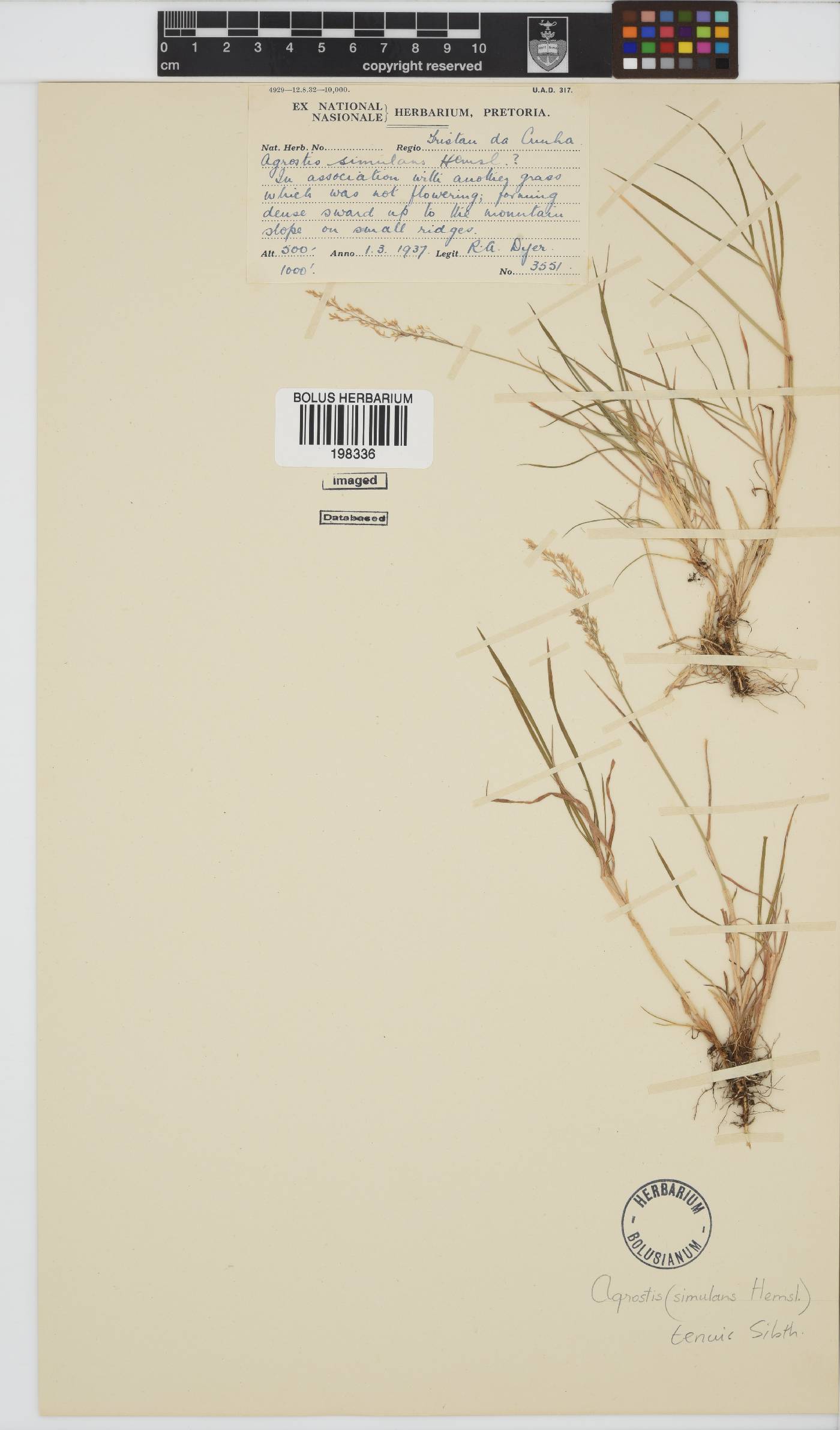 Agrostis capillaris image