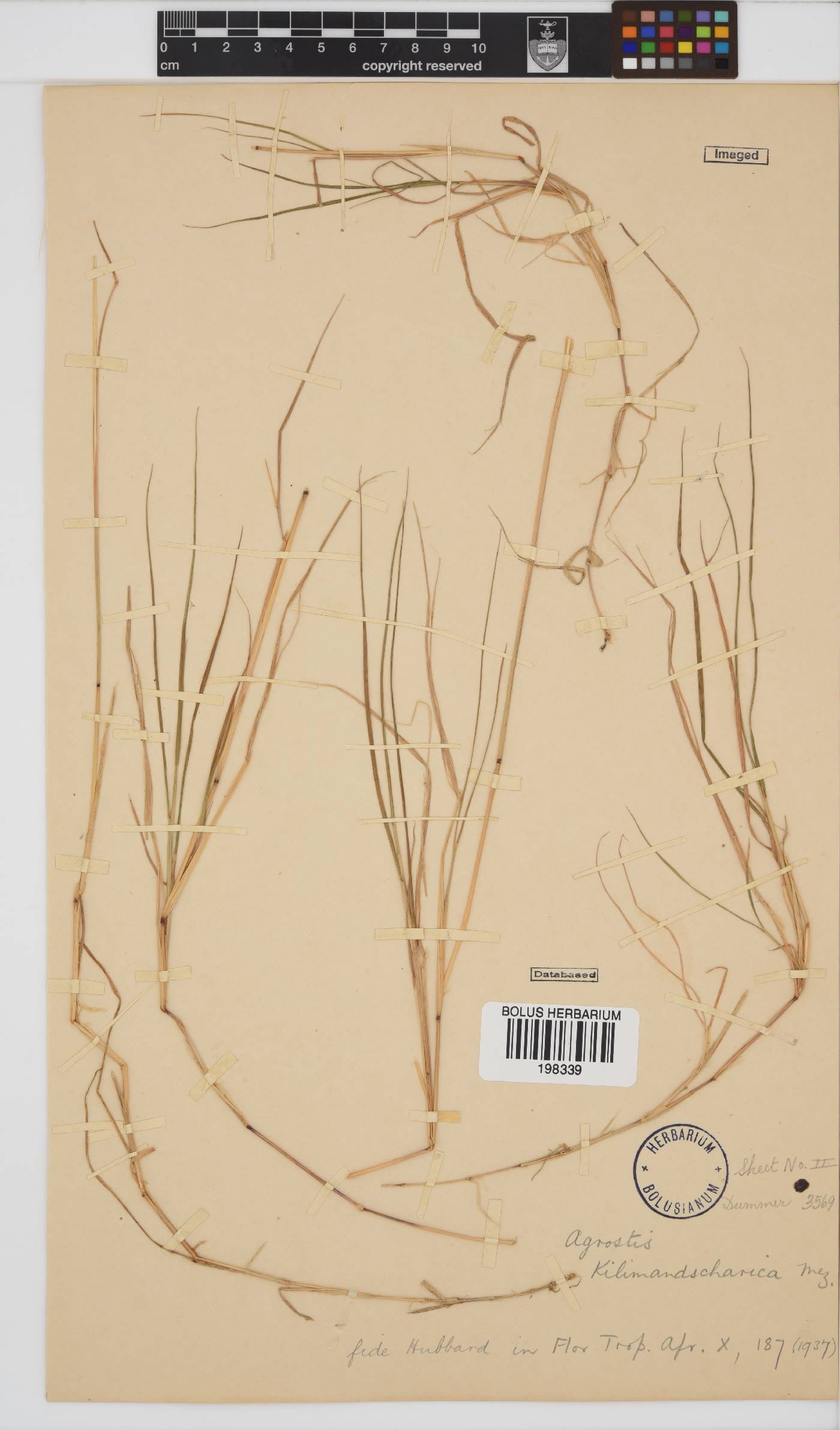 Agrostis kilimandscharica image