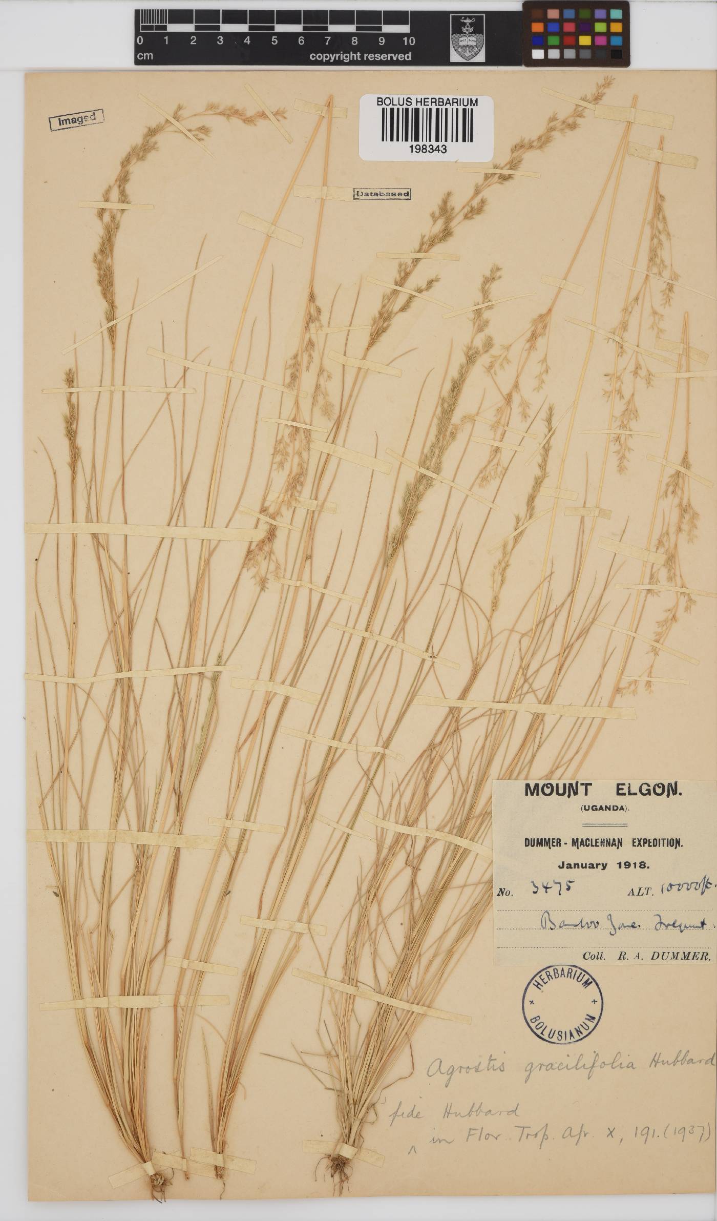 Agrostis gracilifolia image