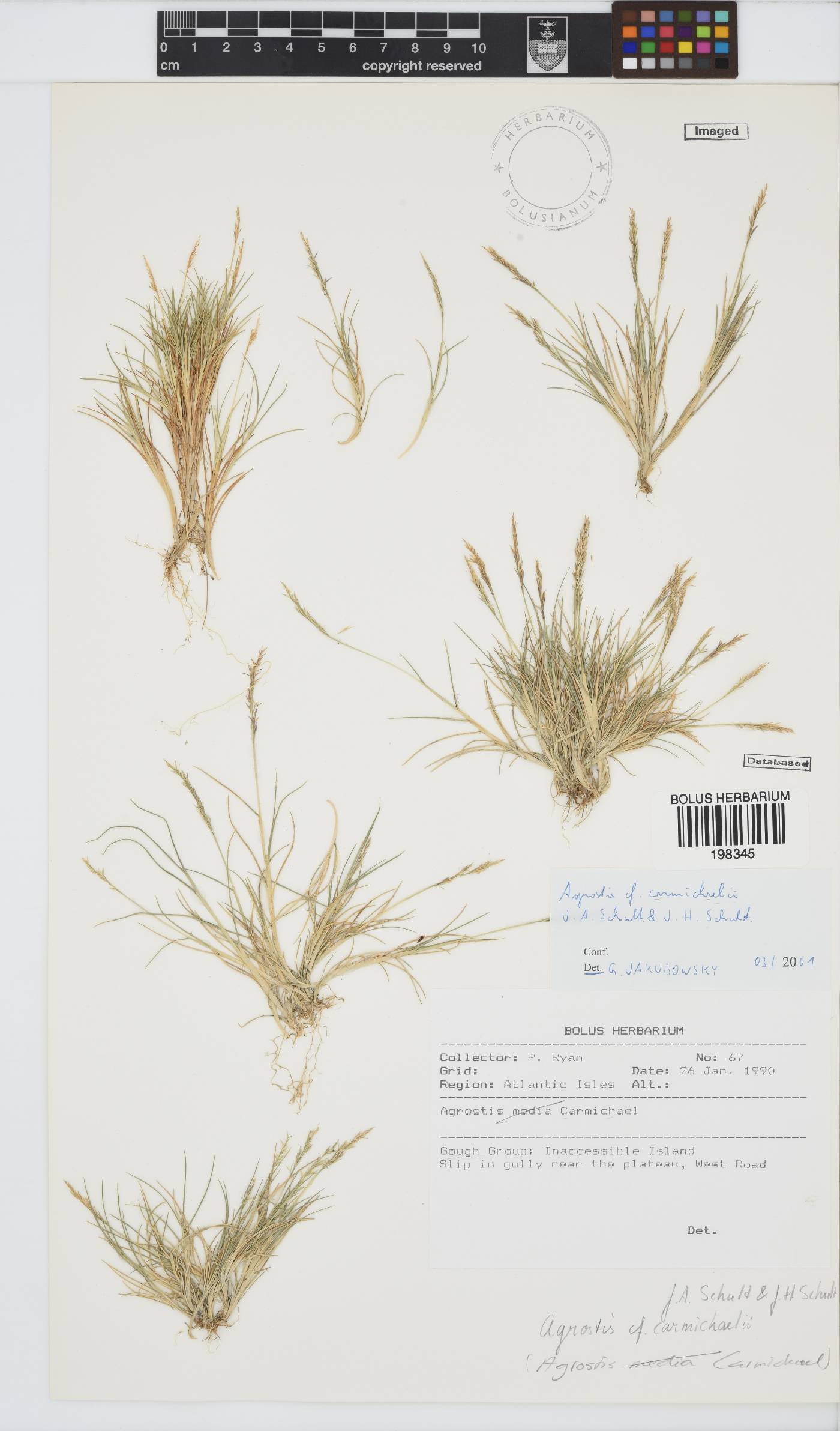 Agrostis carmichaelii image