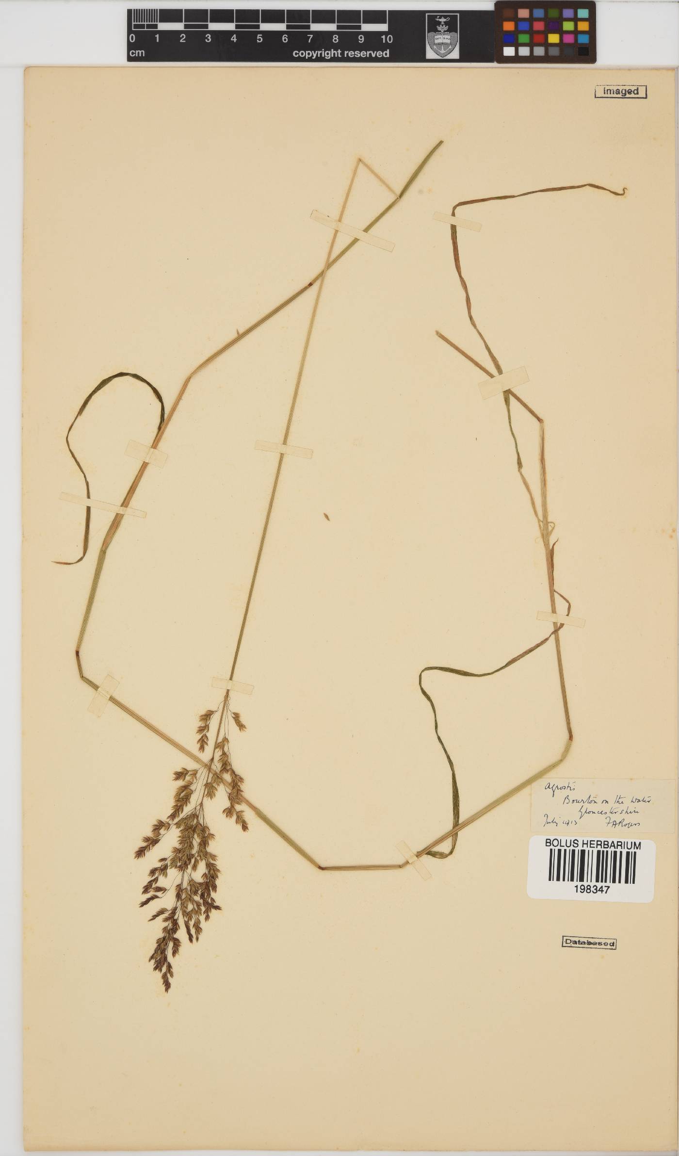 Agrostis image