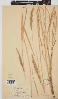 Calamagrostis epigejos image