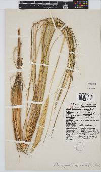 Ammophila arenaria image