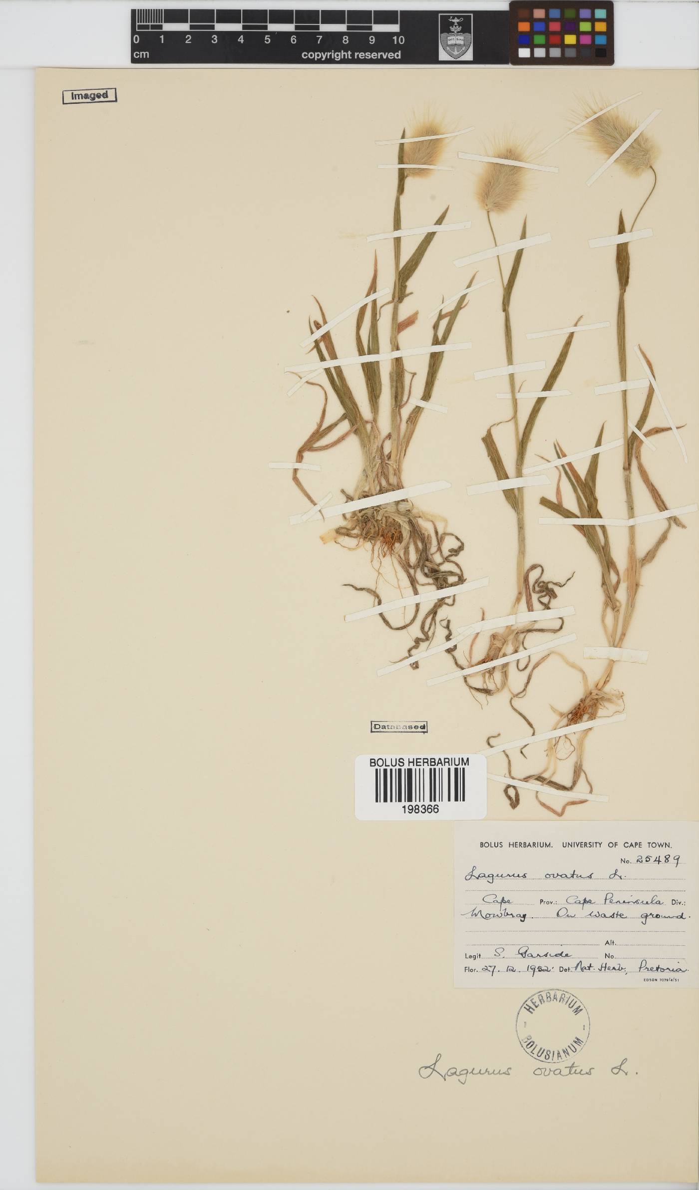 Lagurus ovatus image