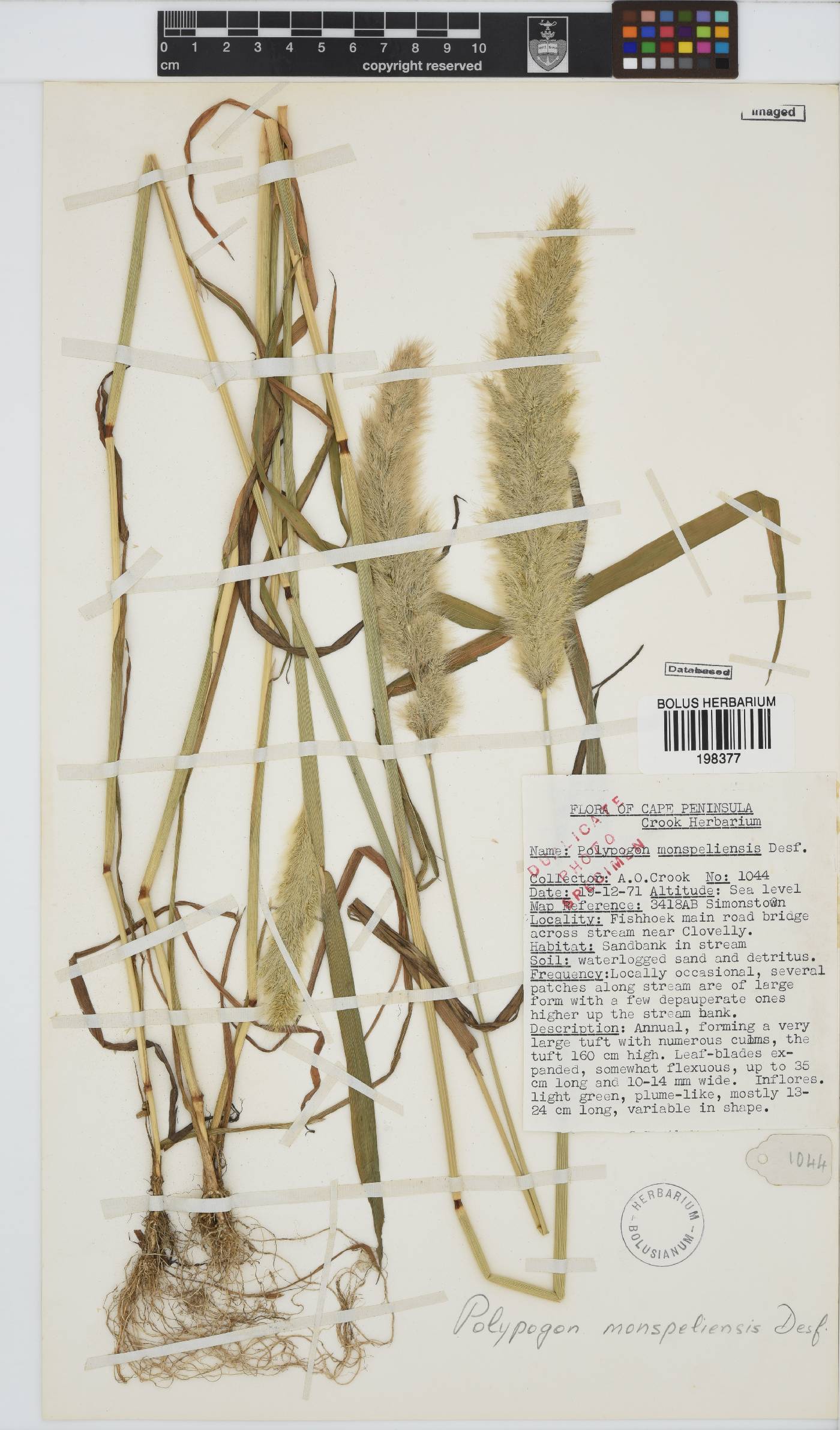 Polypogon image