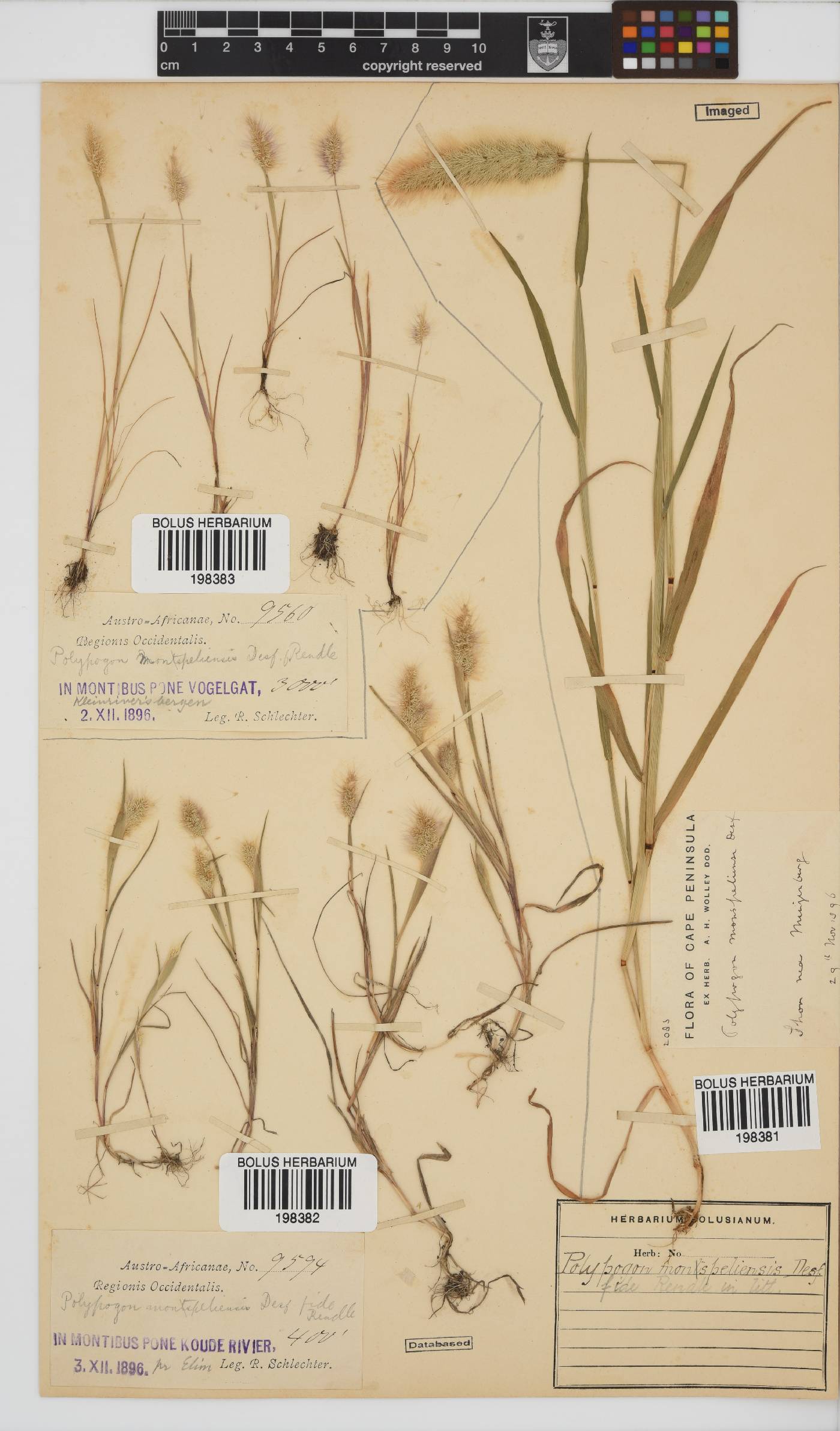 Polypogon monspeliensis image
