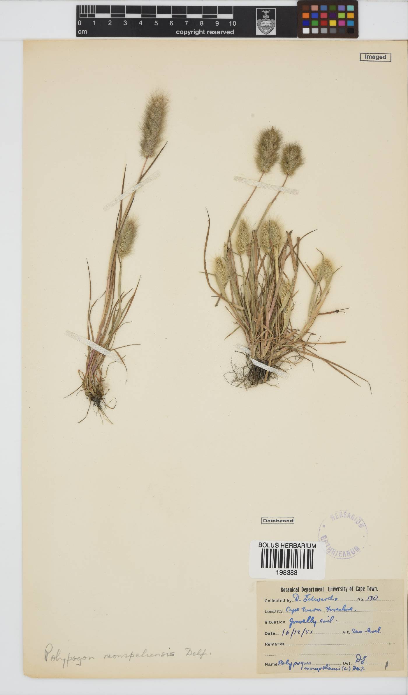 Polypogon image