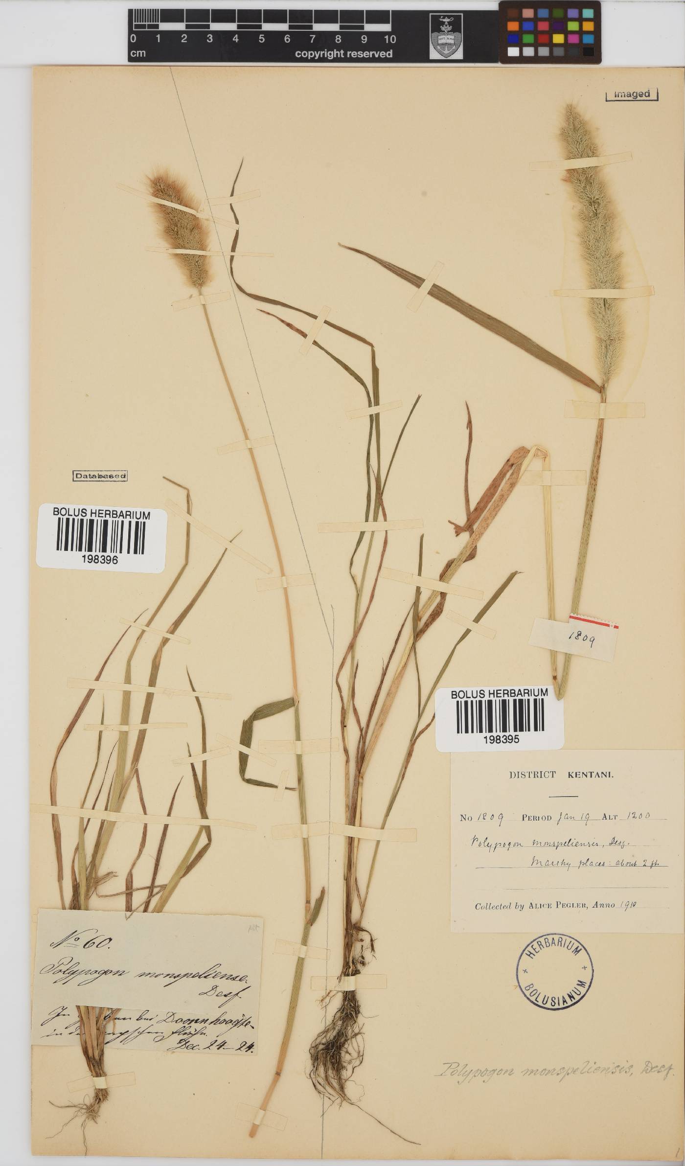 Polypogon image