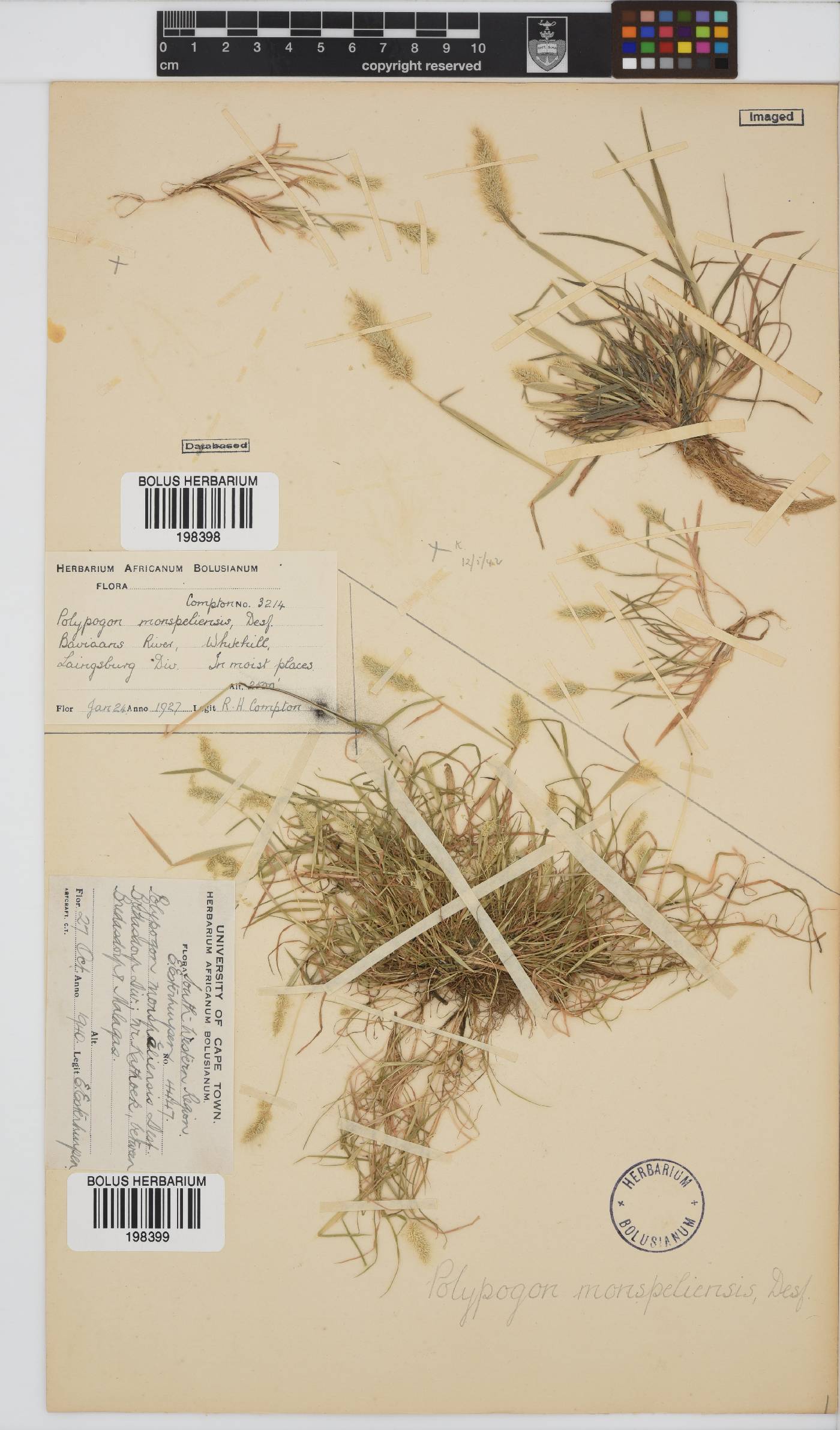 Polypogon monspeliensis image