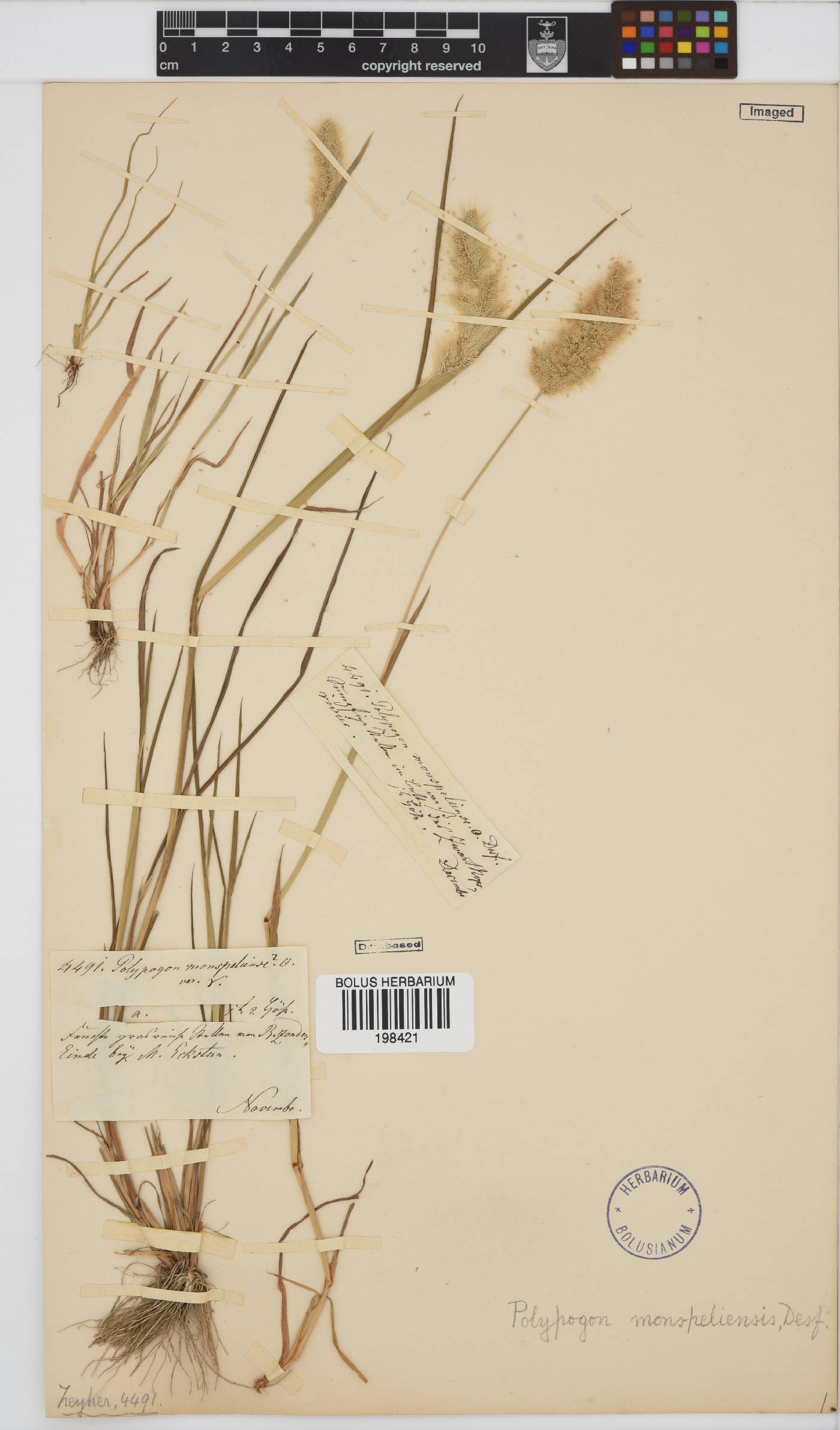 Polypogon monspeliensis image