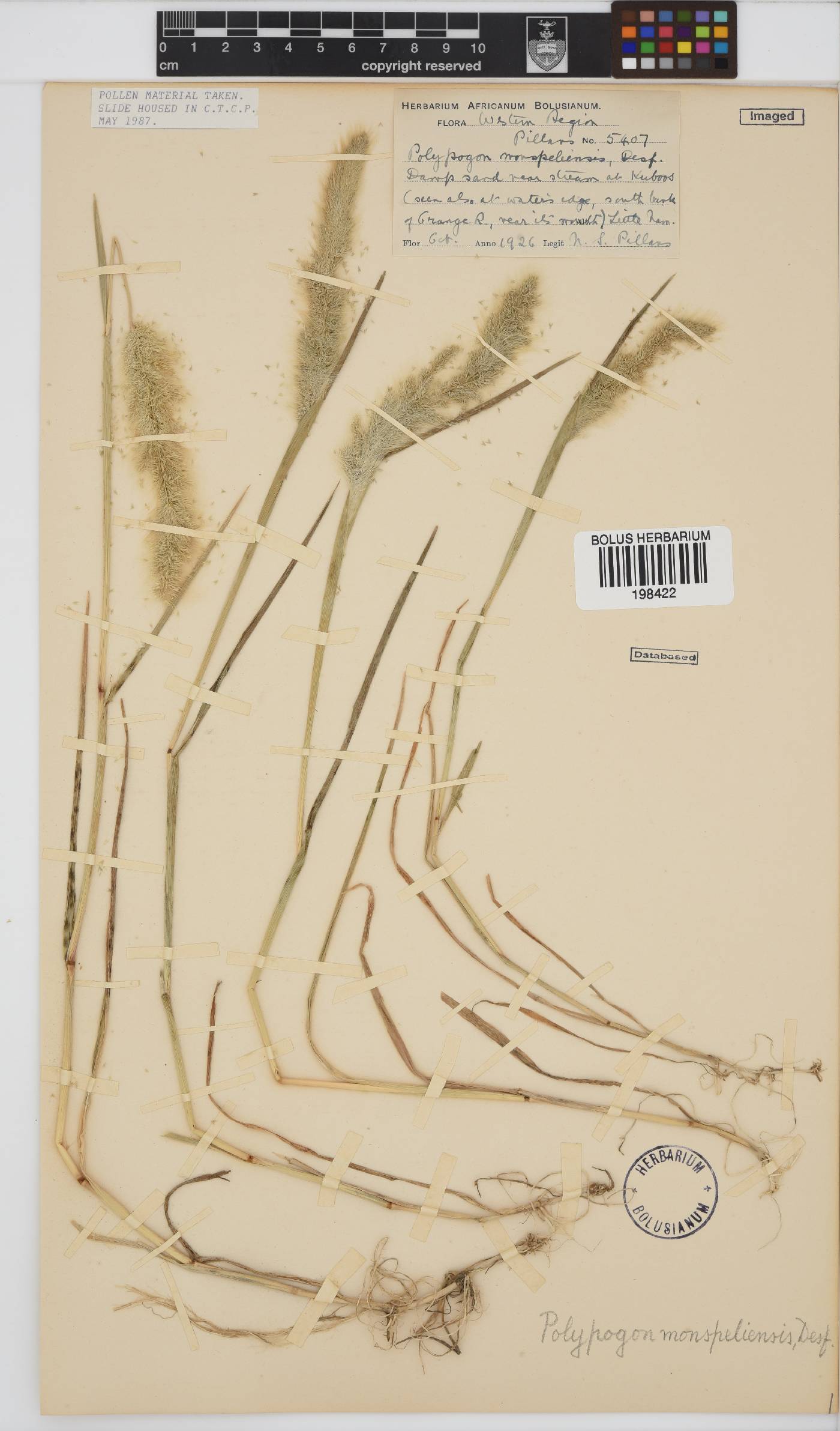 Polypogon monspeliensis image