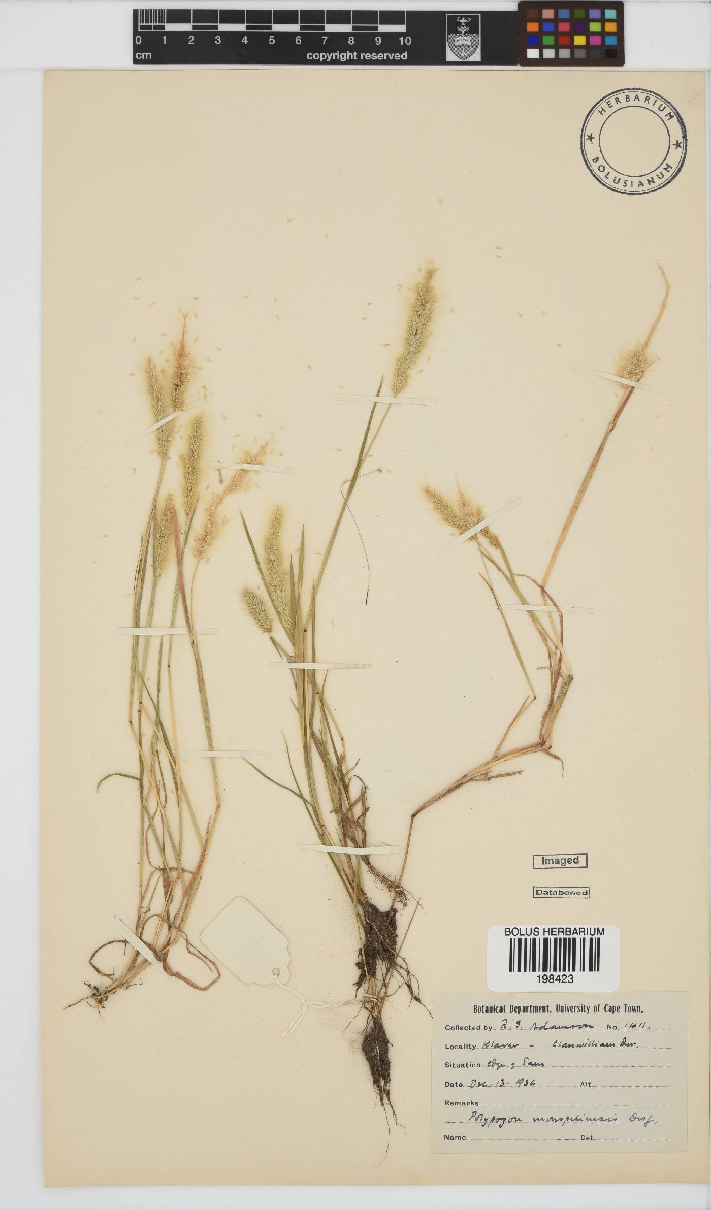 Polypogon monspeliensis image