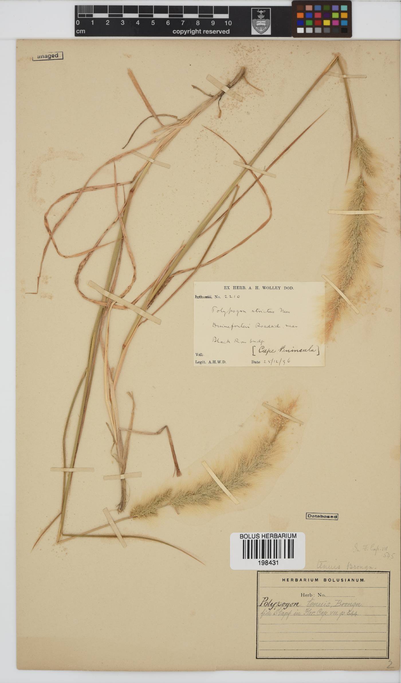Polypogon image