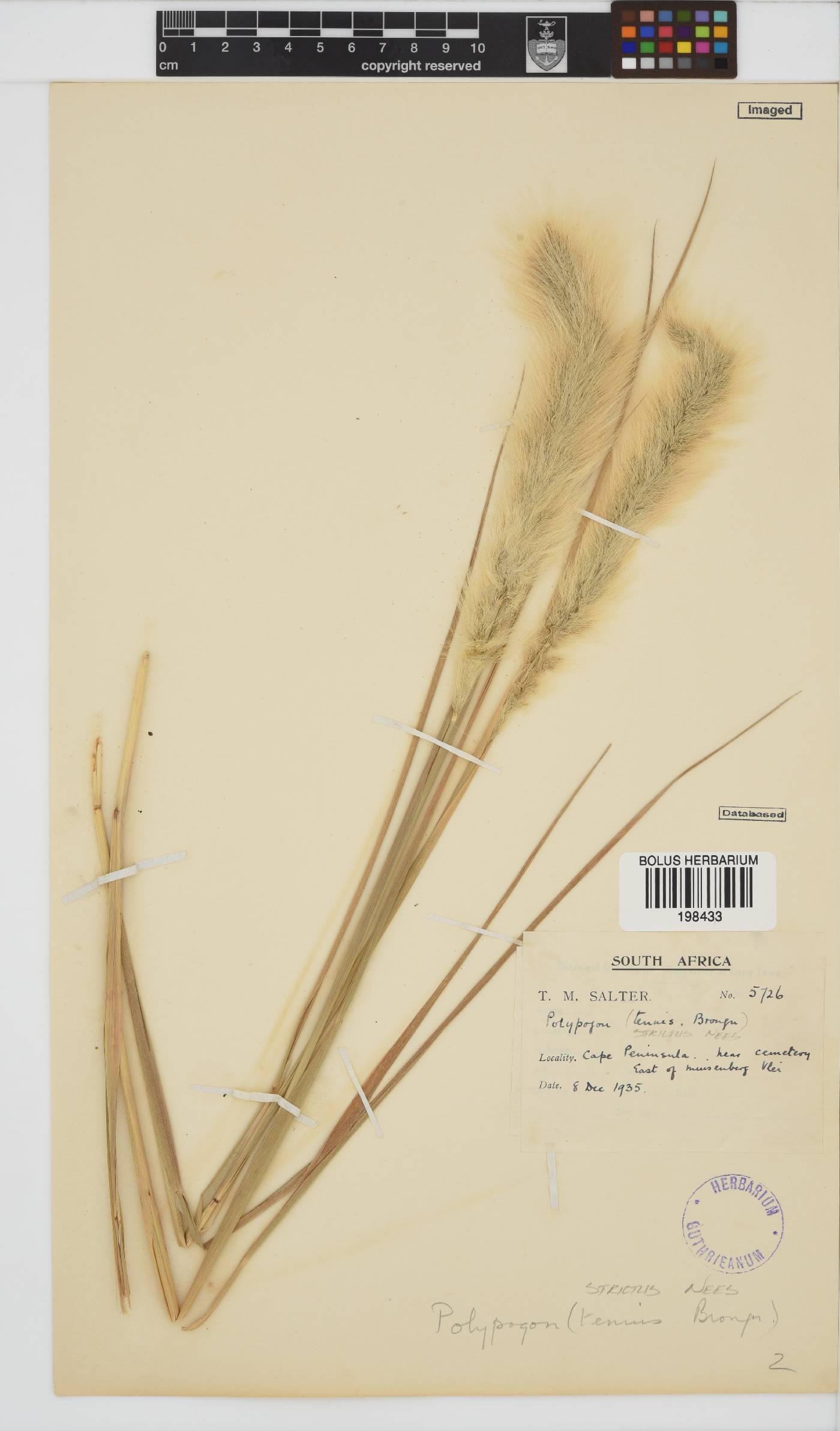 Polypogon image