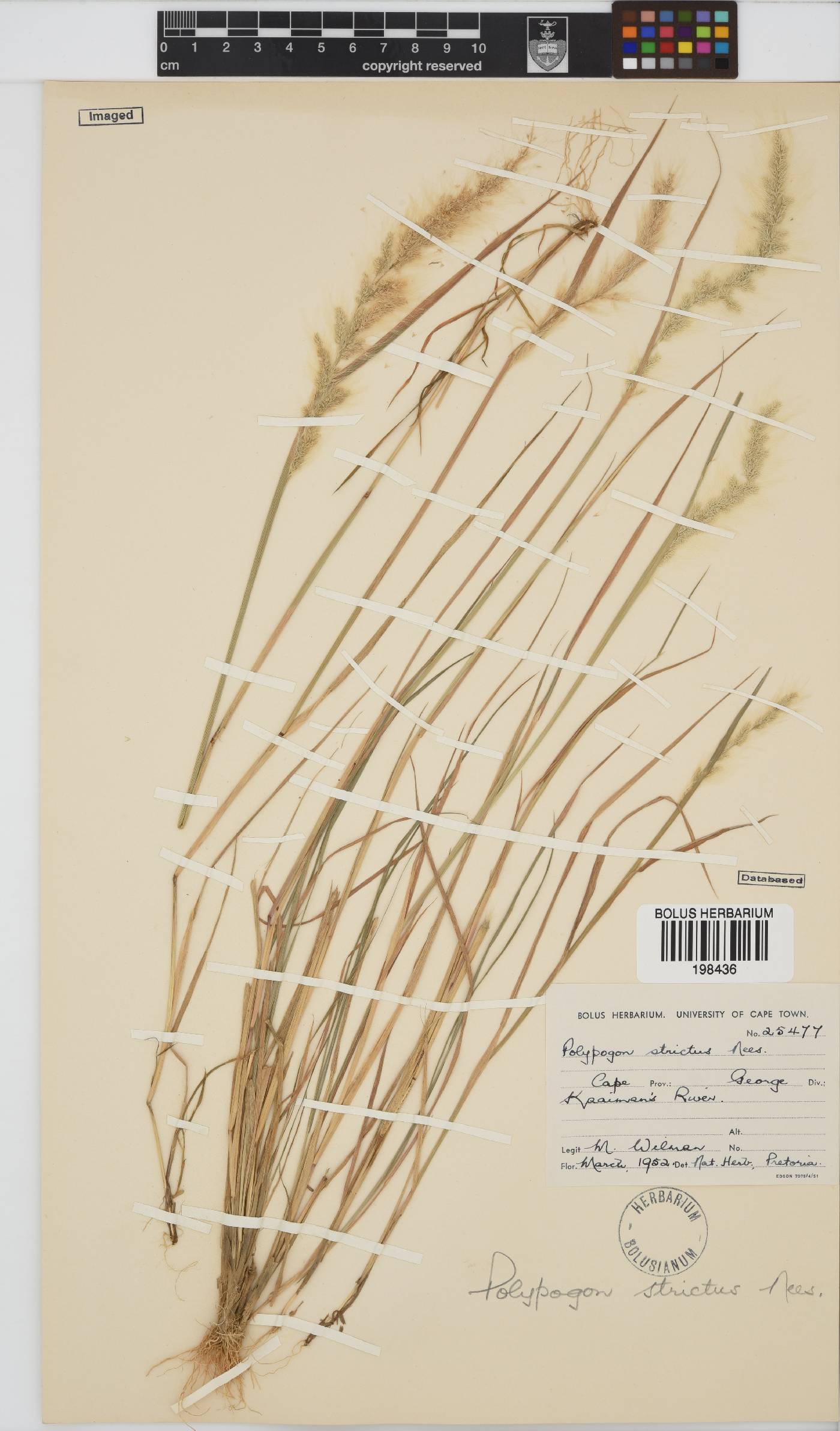 Polypogon strictus image