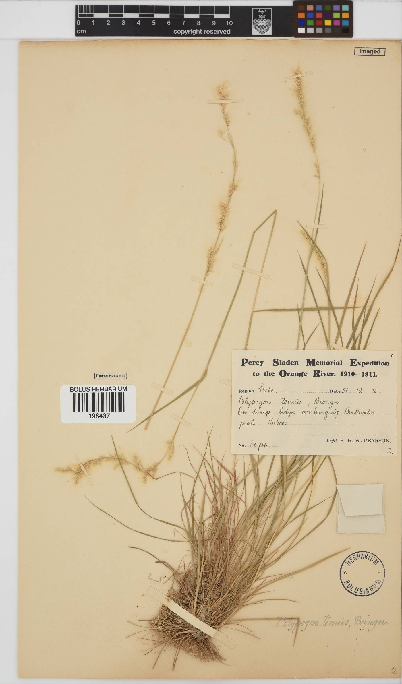 Polypogon strictus image