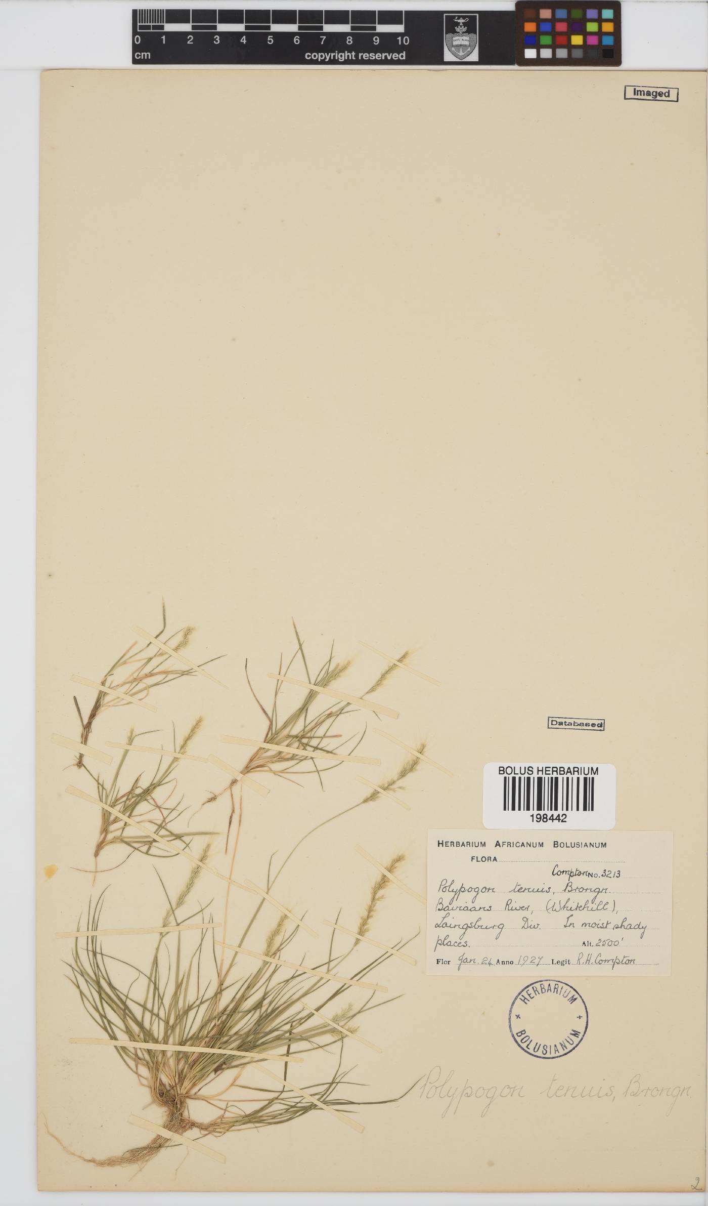 Polypogon strictus image