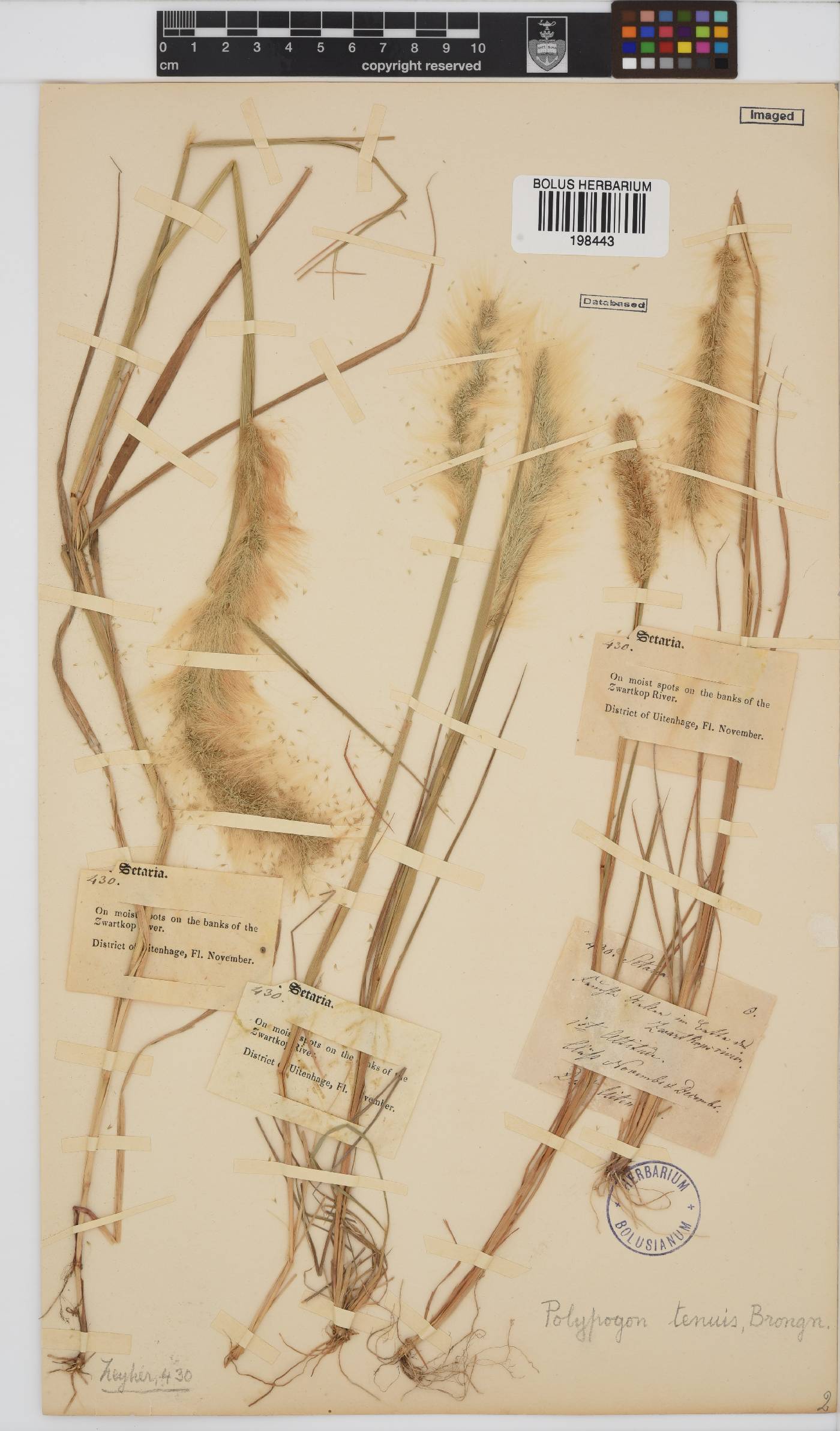 Polypogon strictus image