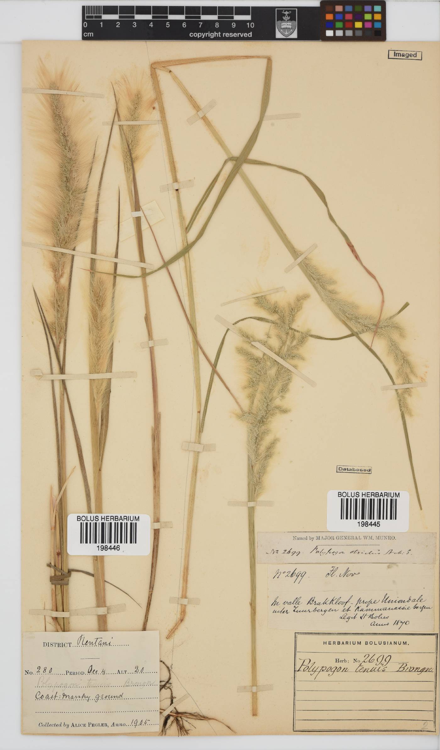 Polypogon strictus image