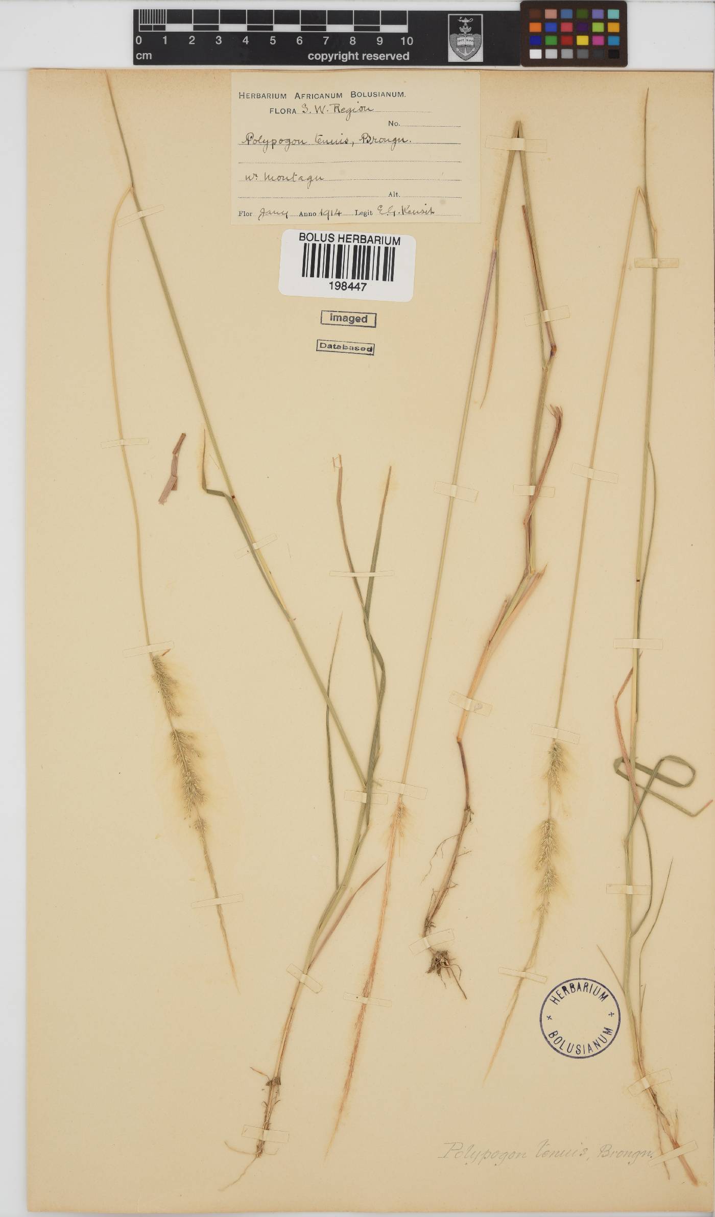 Polypogon strictus image