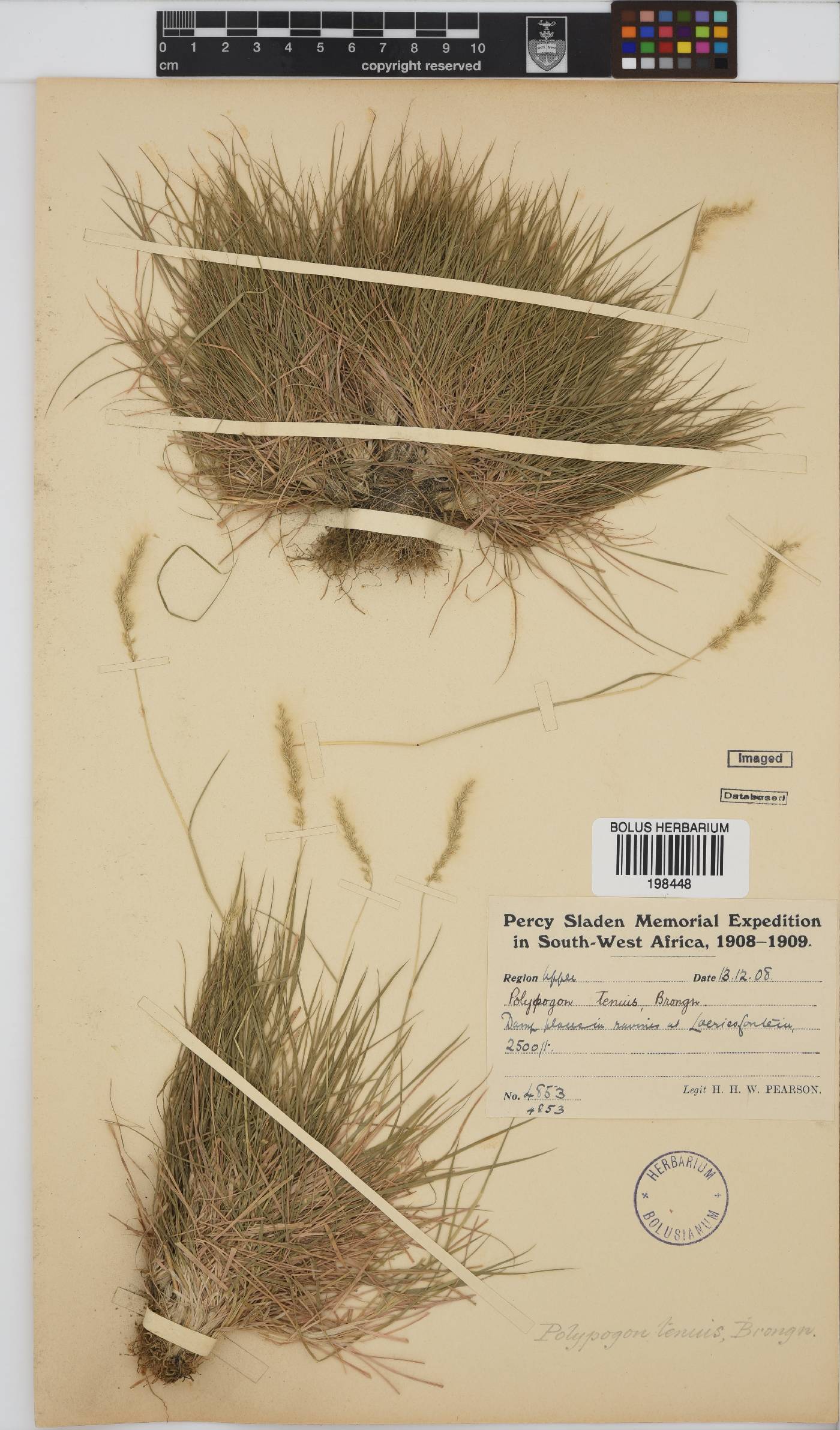 Polypogon strictus image
