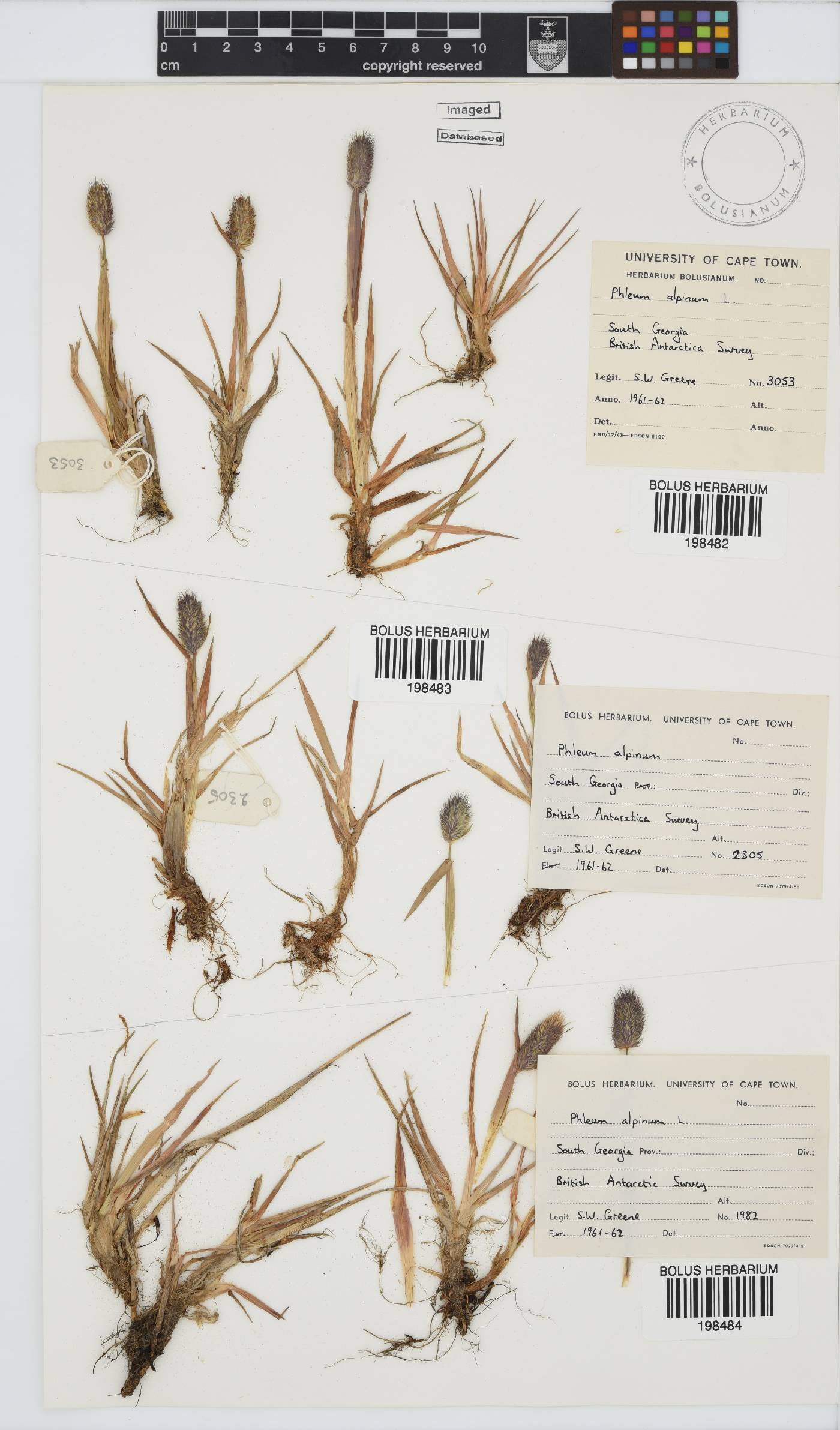 Phleum alpinum image