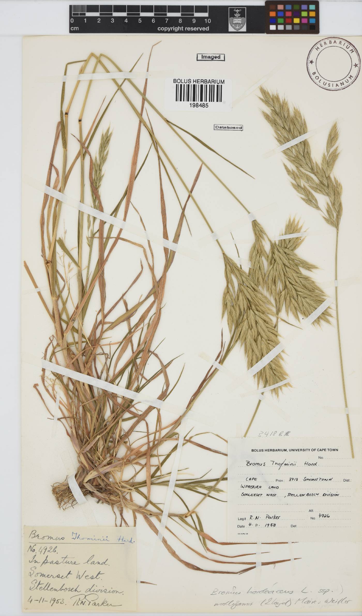 Bromus hordeaceus subsp. molliformis image