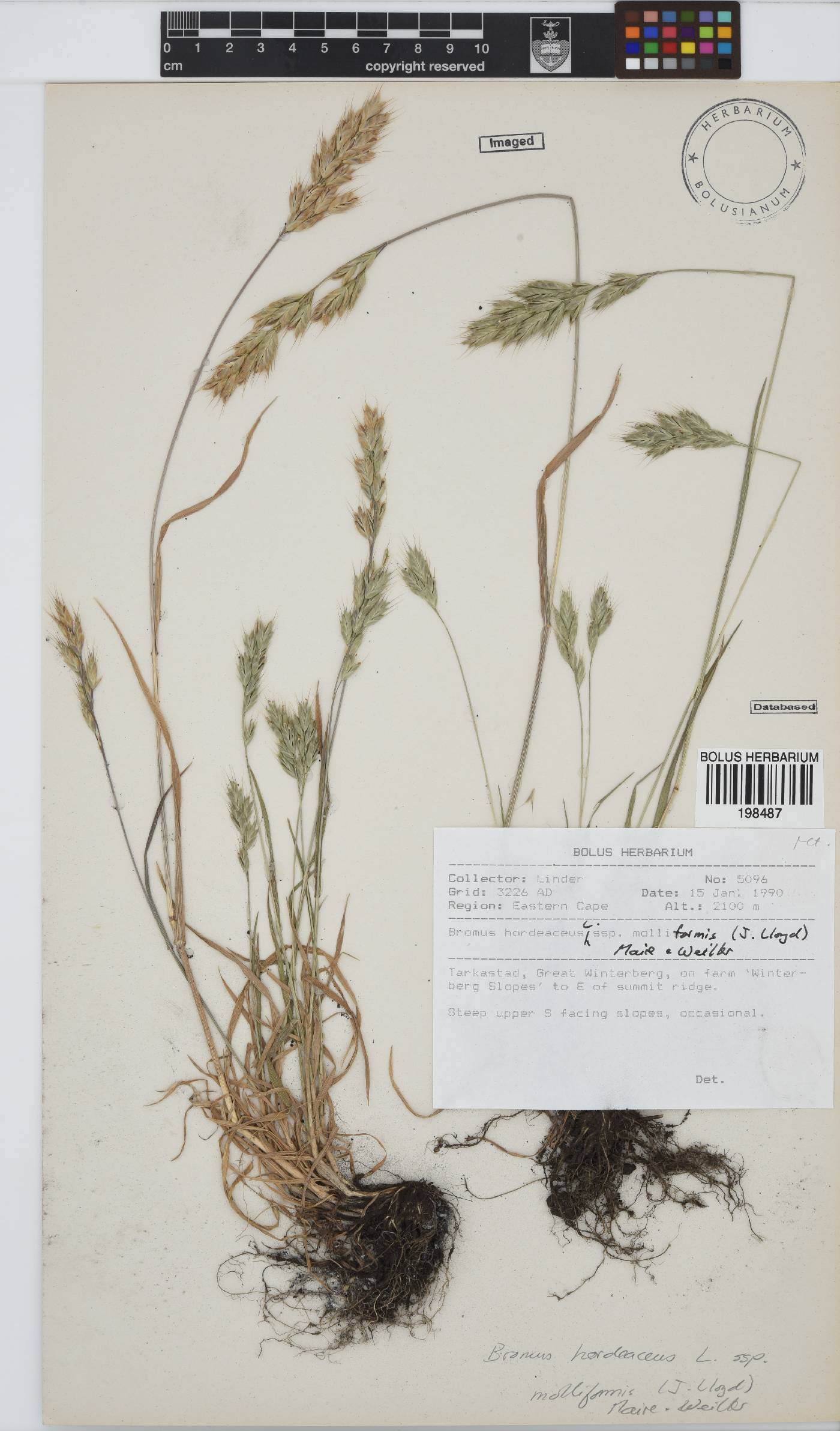 Bromus hordeaceus subsp. molliformis image