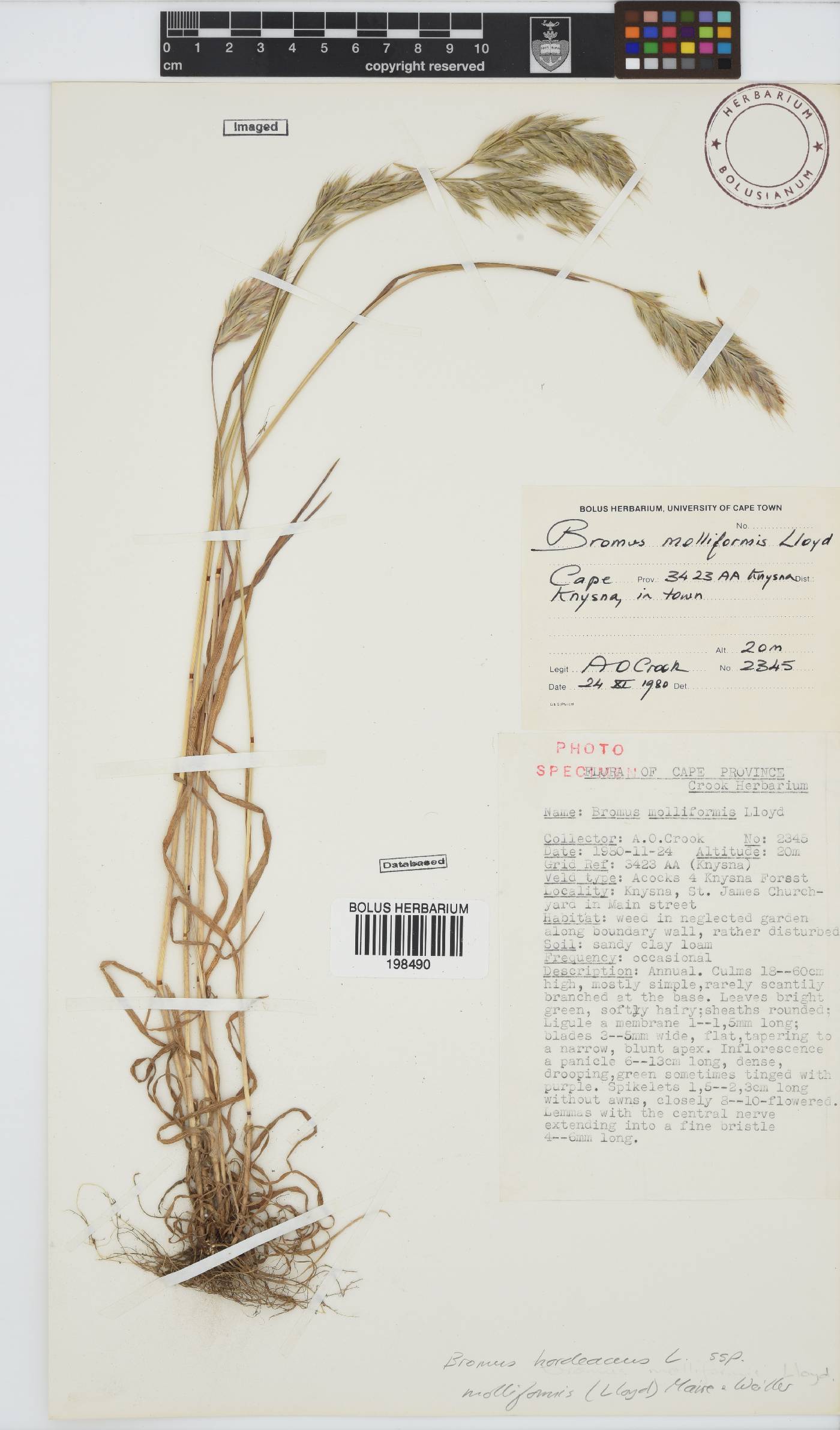 Bromus hordeaceus image
