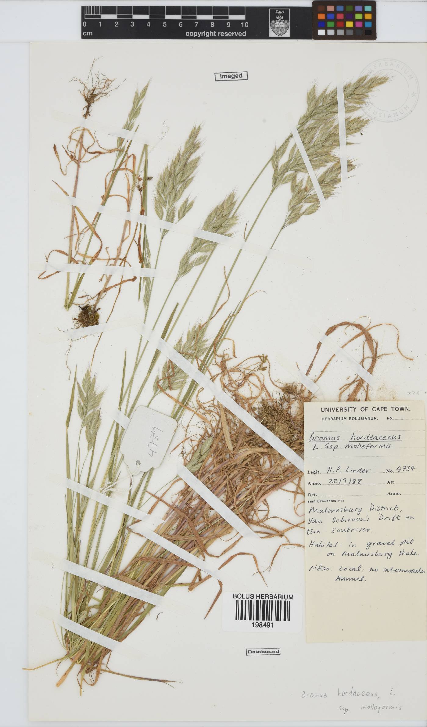Bromus hordeaceus image