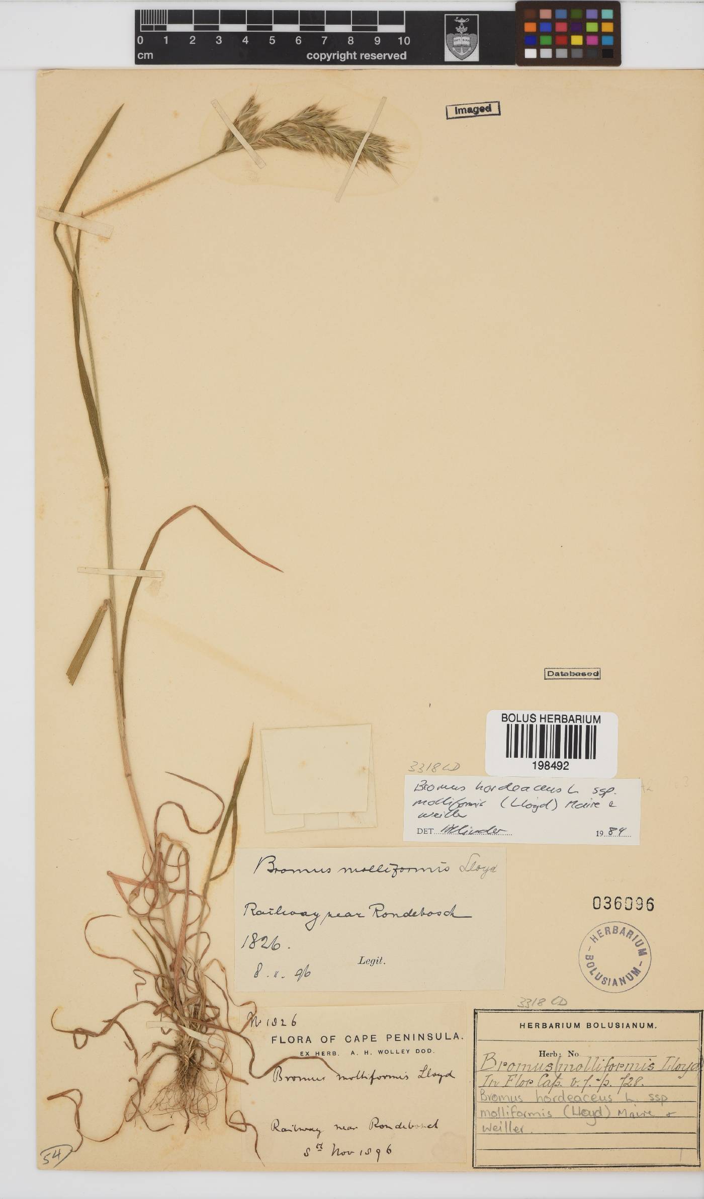 Bromus hordeaceus image