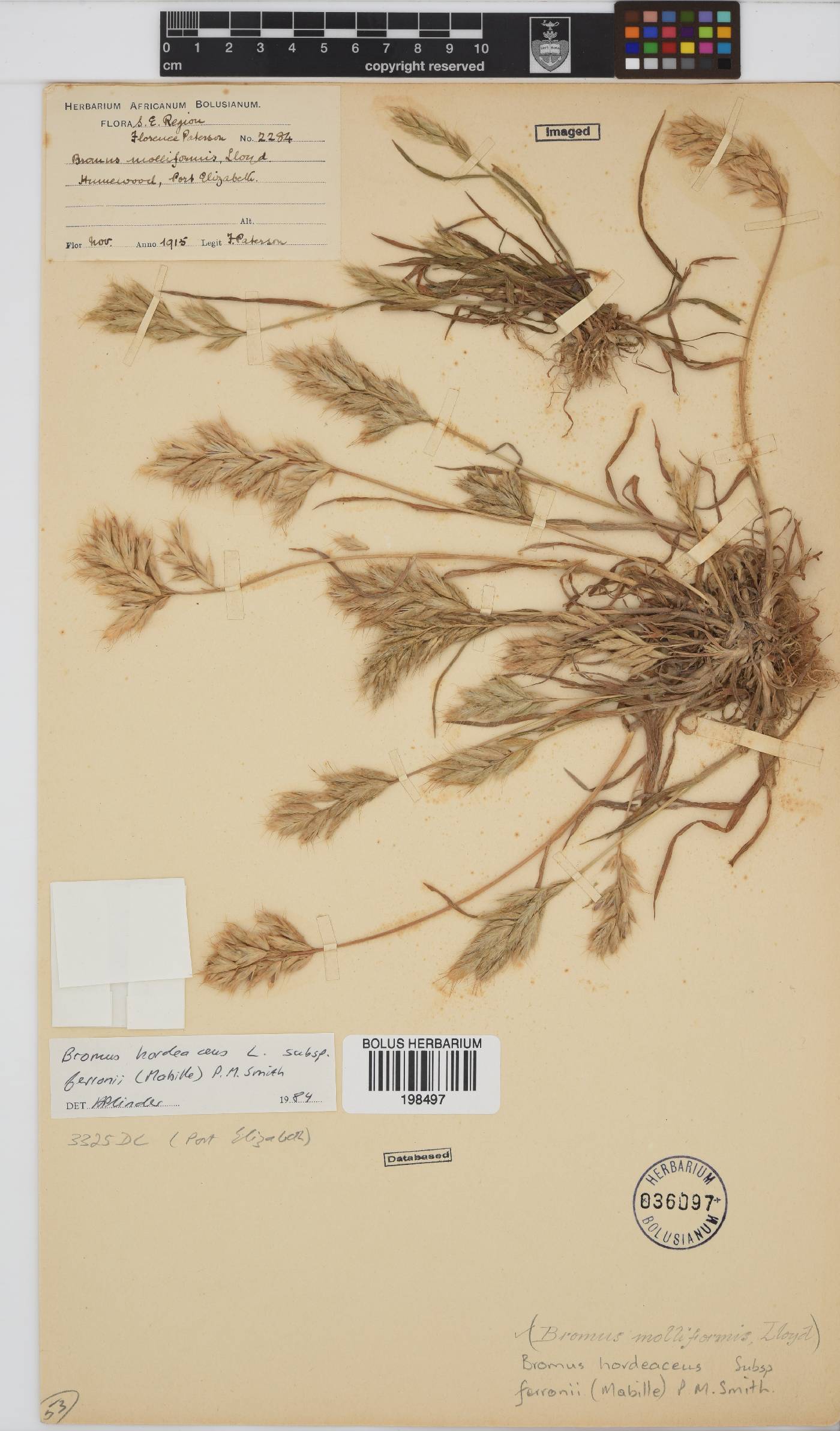 Bromus hordeaceus subsp. ferronii image